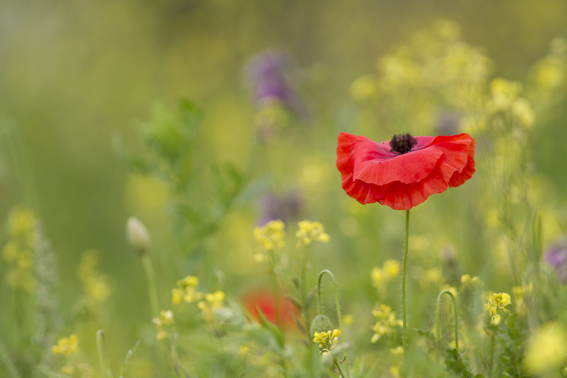 field flowers flower poppy red