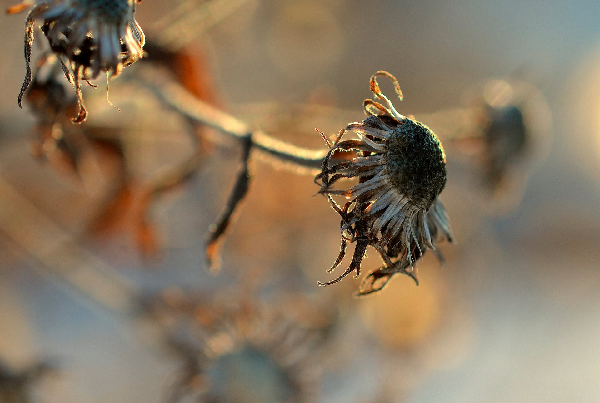 fiore macro bokeh