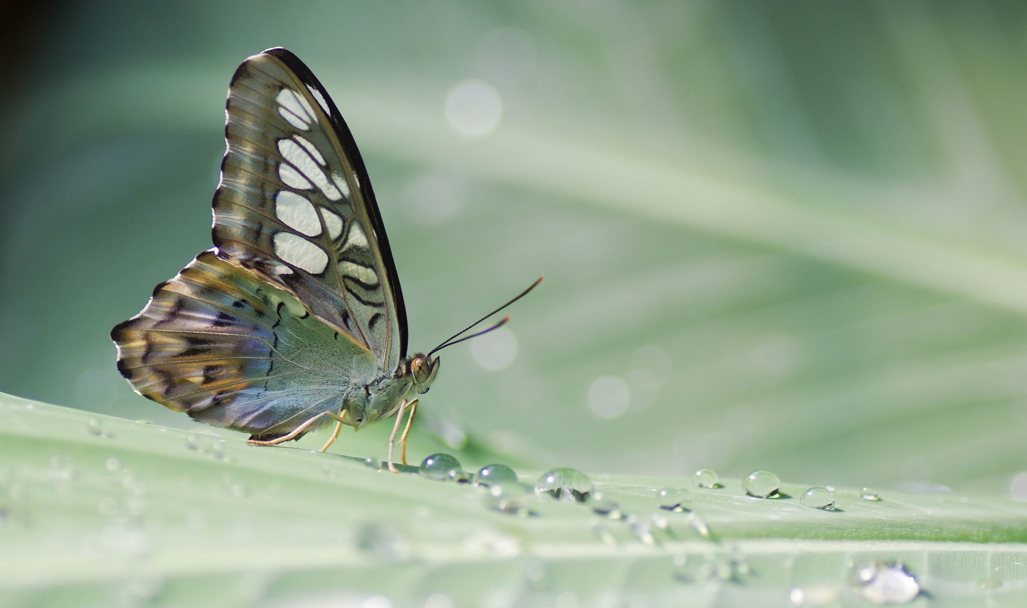 schmetterling tropisch blatt pflanze tropfen tau