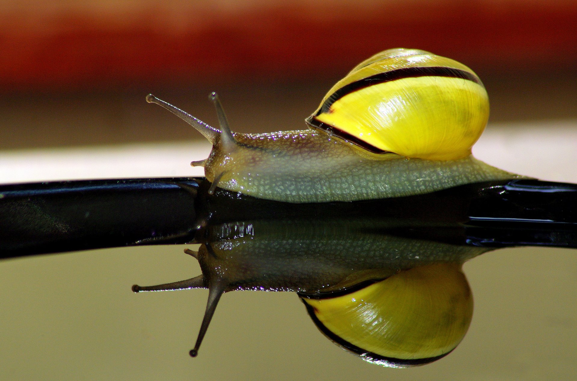 escargot eau réflexion