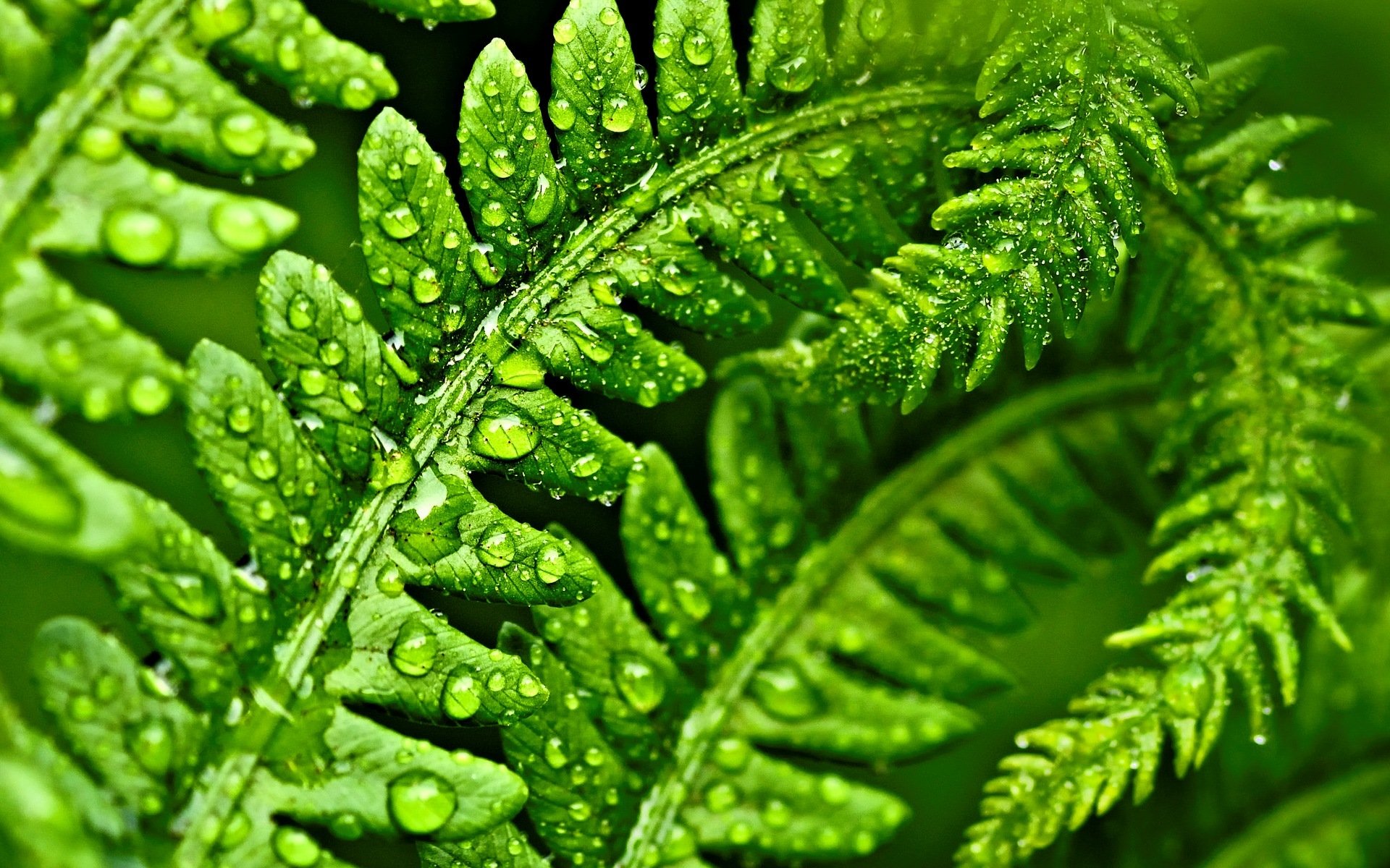 makro blatt blätter grün makro tropfen wasser tau hintergrund tapete widescreen vollbild widescreen widescreen