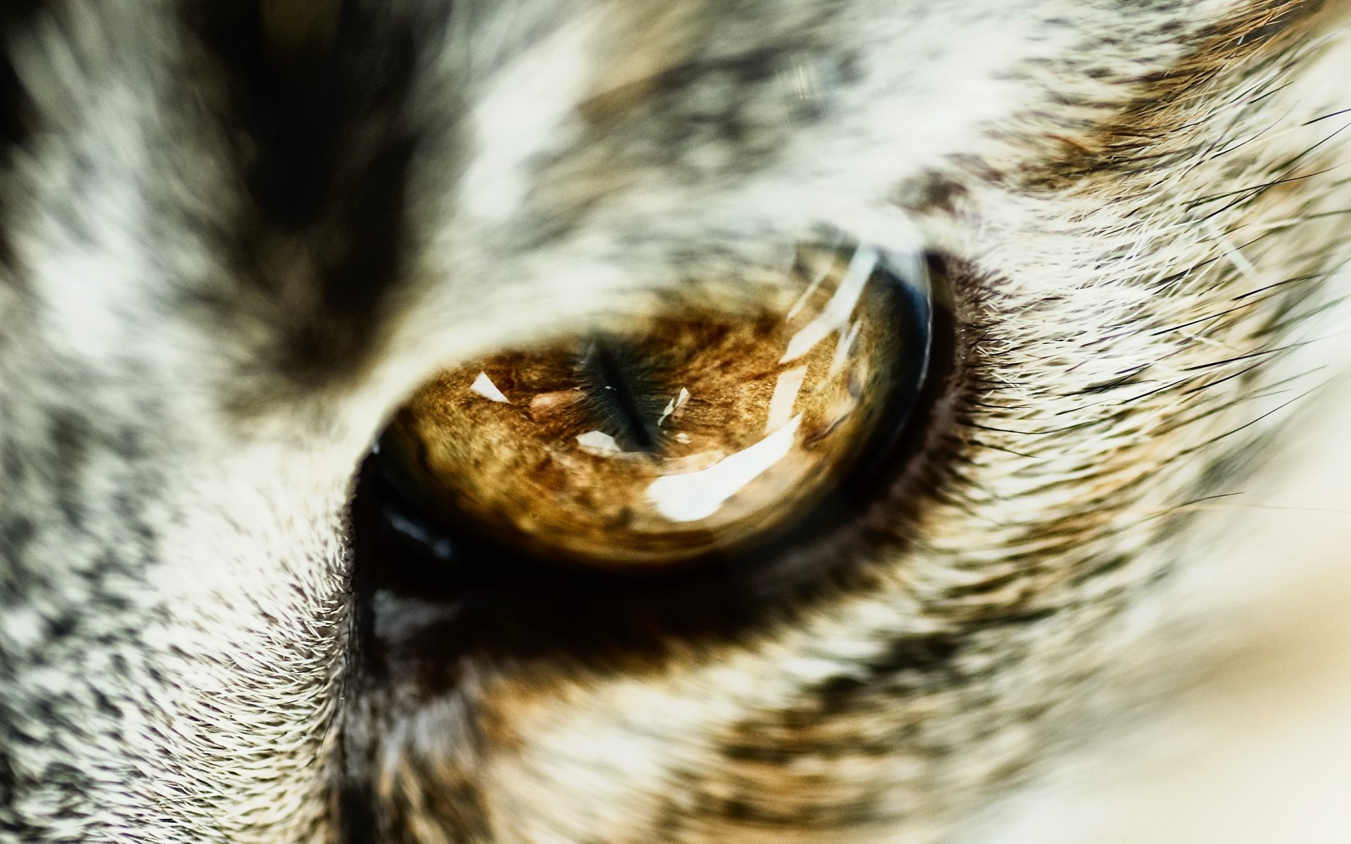 cat cat s eye pupil wool close-up close up