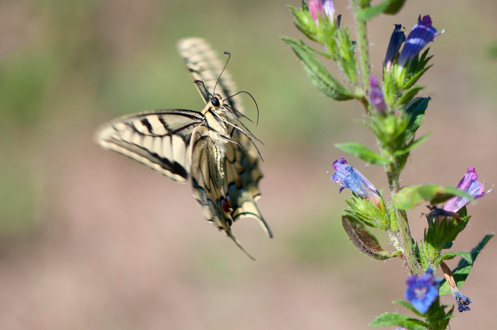 zweig blumen schmetterling schwungrad im flug