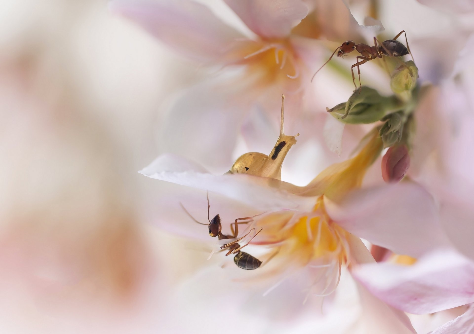 flower pale pink ants snail