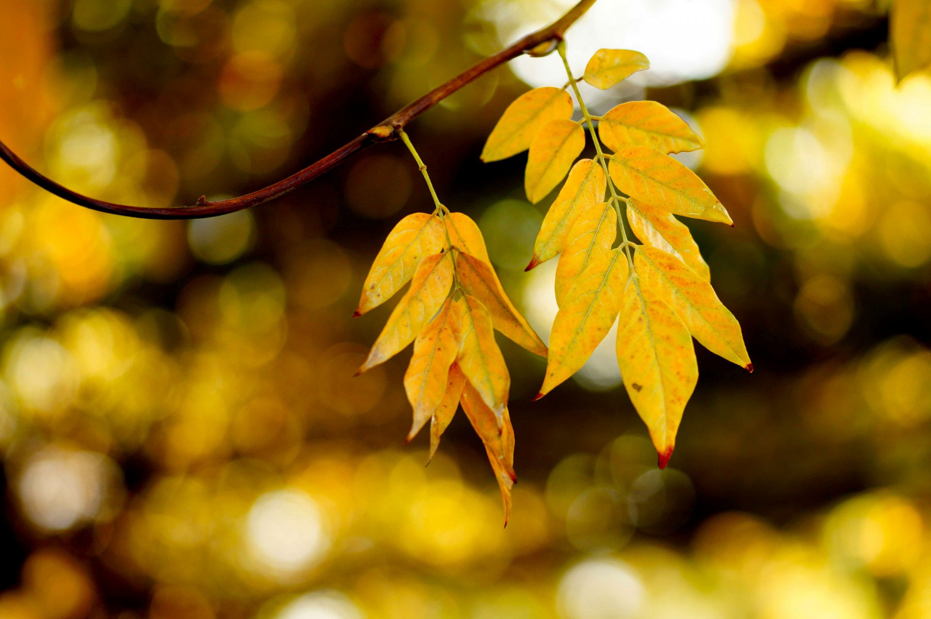 rama hojas otoño reflejos