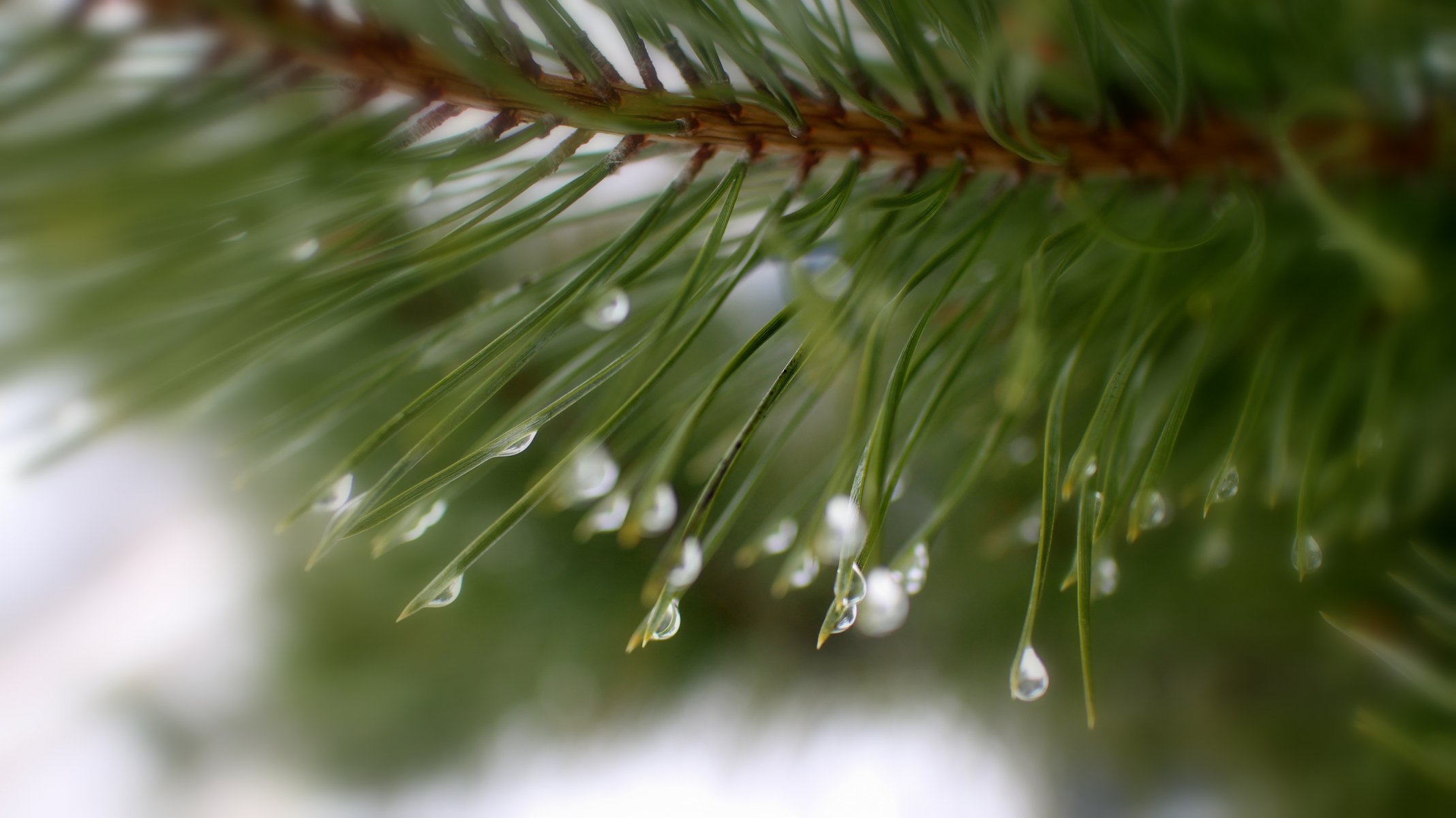 macro rosée