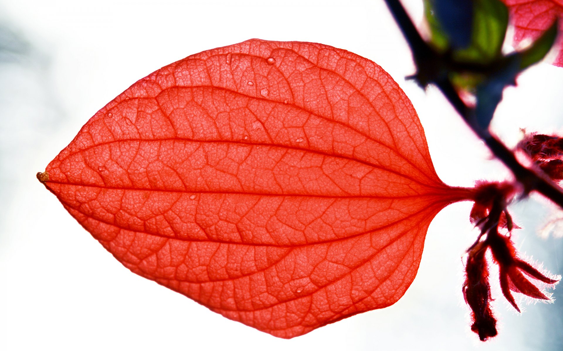 foglia macro rosso cielo venature gocce rugiada