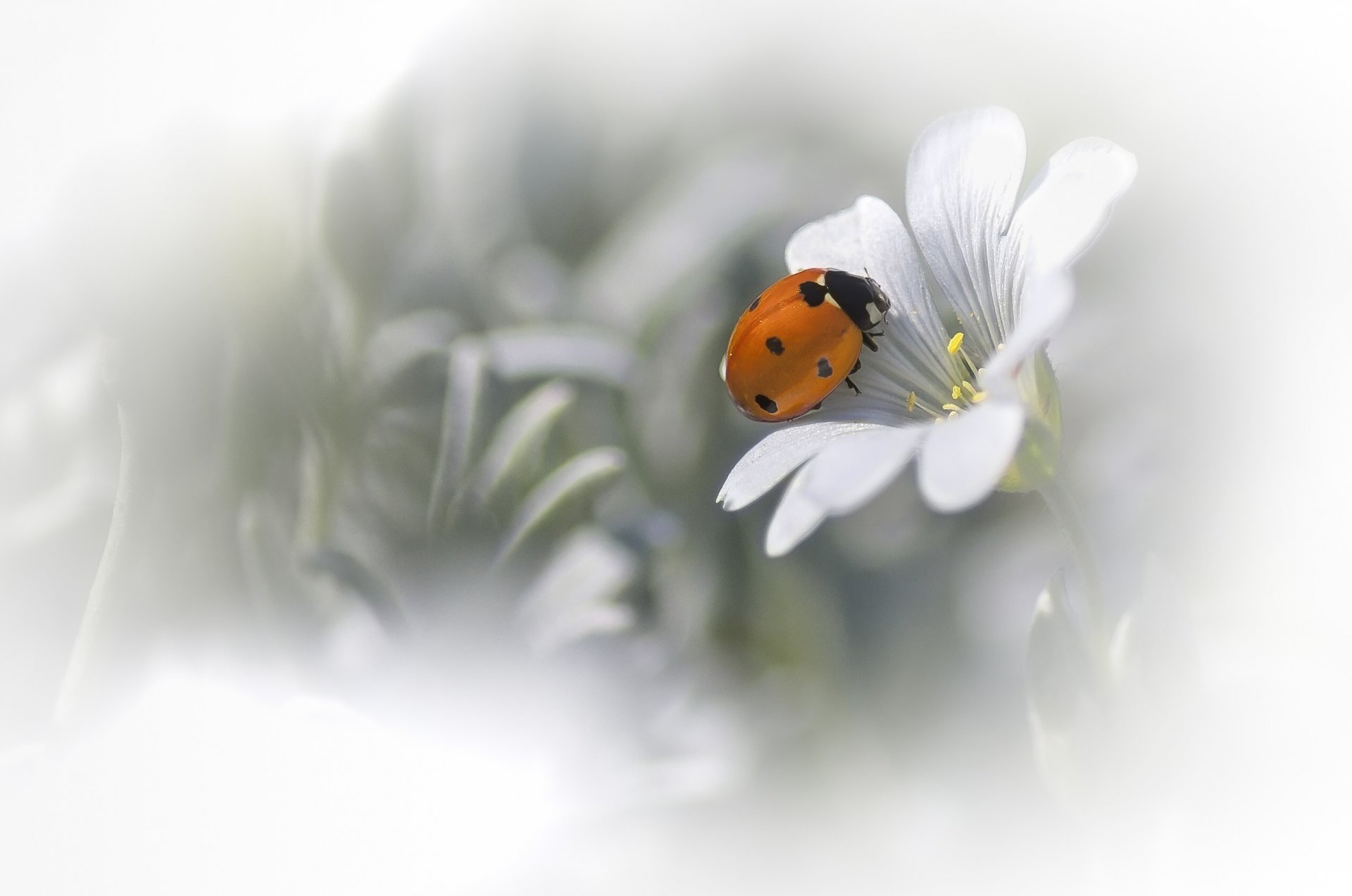 fleur blanc coccinelle fond flou