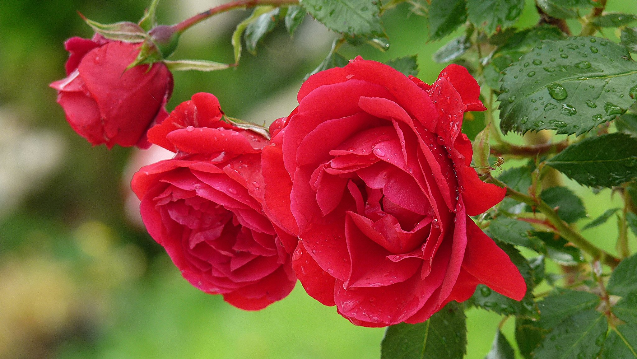 fiori rosa cespuglio petali foglie acqua gocce rugiada