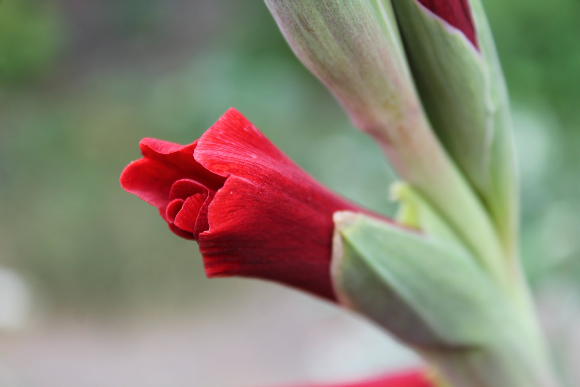 fleurs fleur rouge bourgeon plante plantes beauté verdure gros plan glaïeul glaïeul tendresse