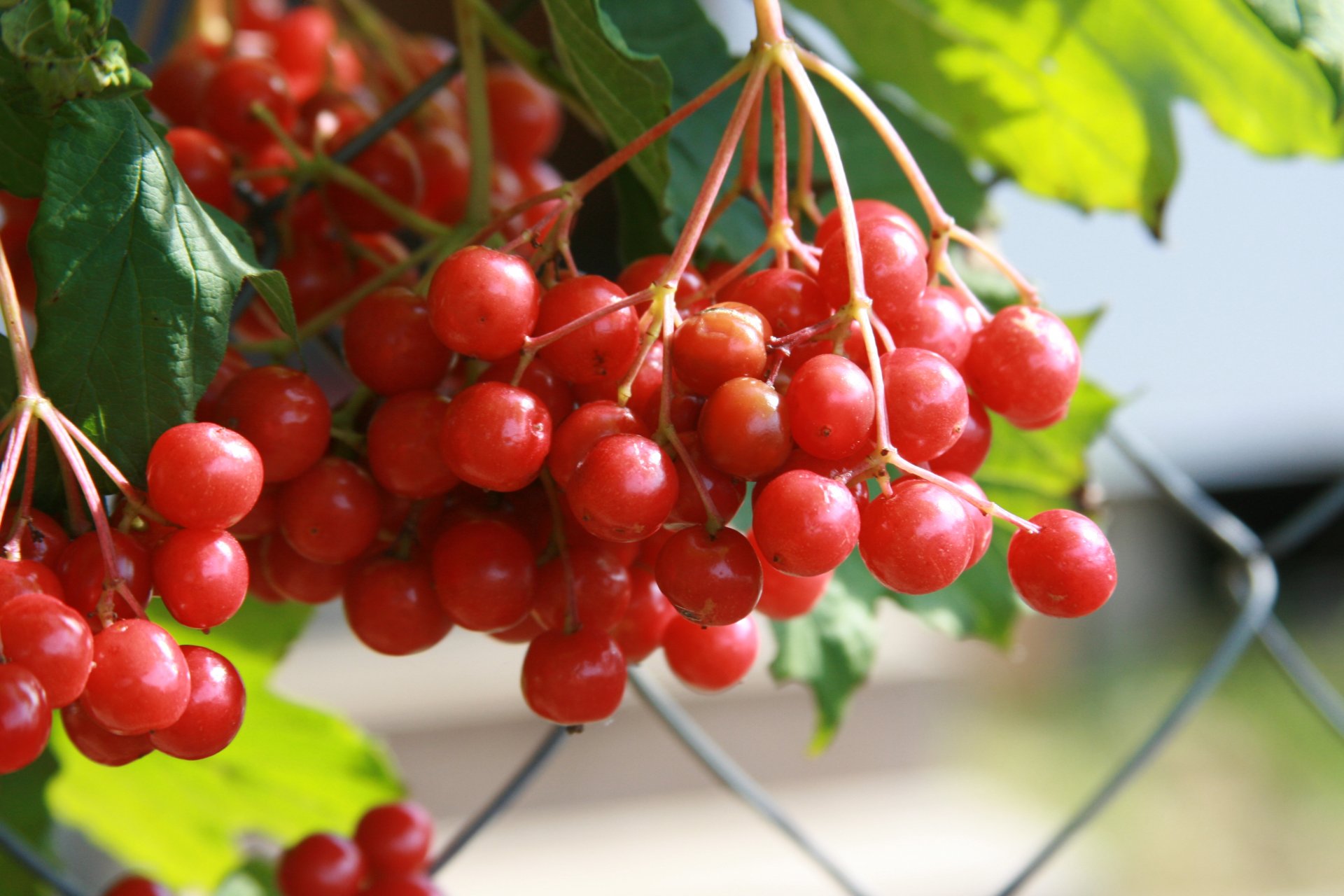 tło tapeta makro natura kalina roślina jagody wioska jesień czerwony