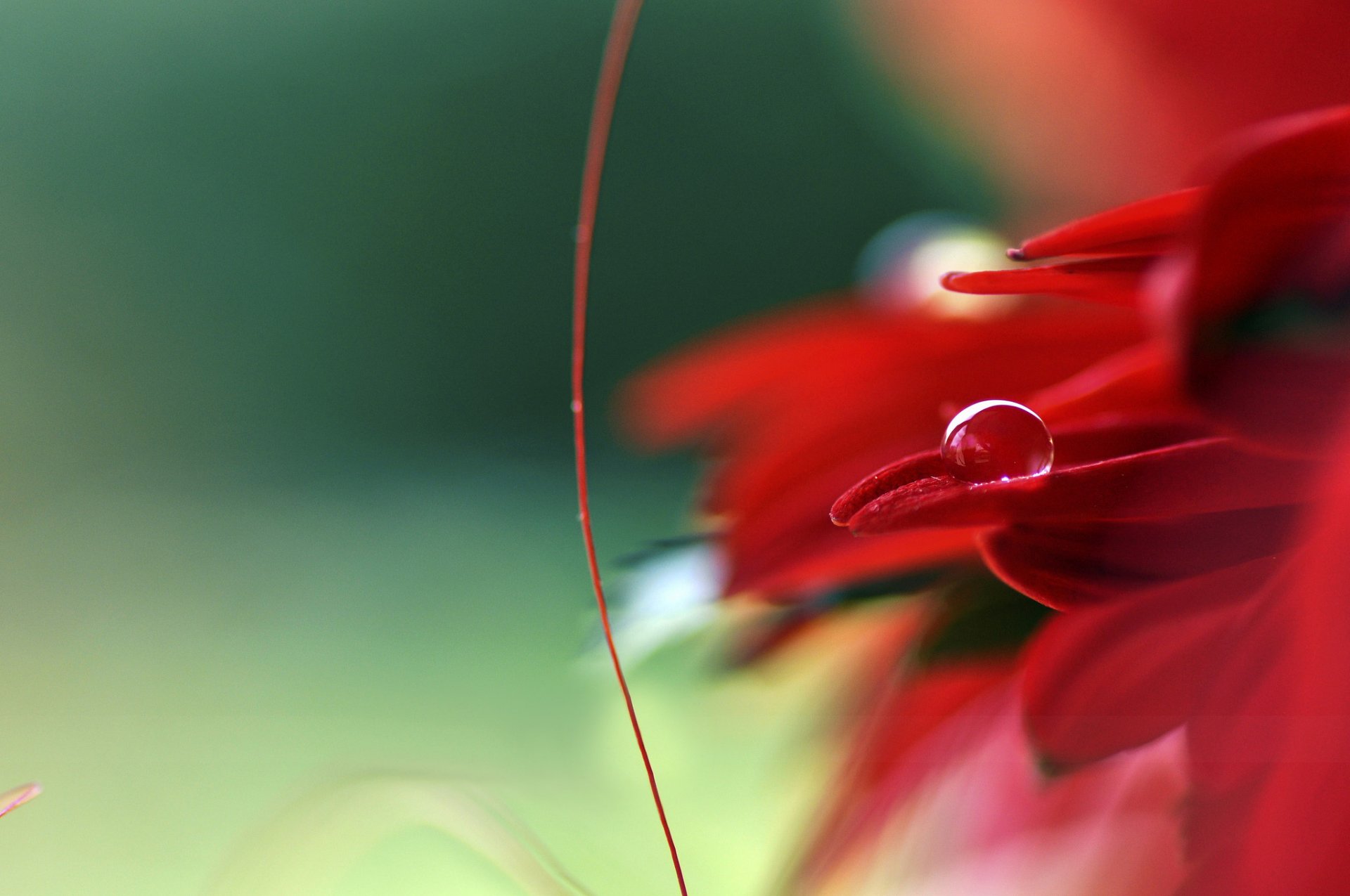 flower red petals drop