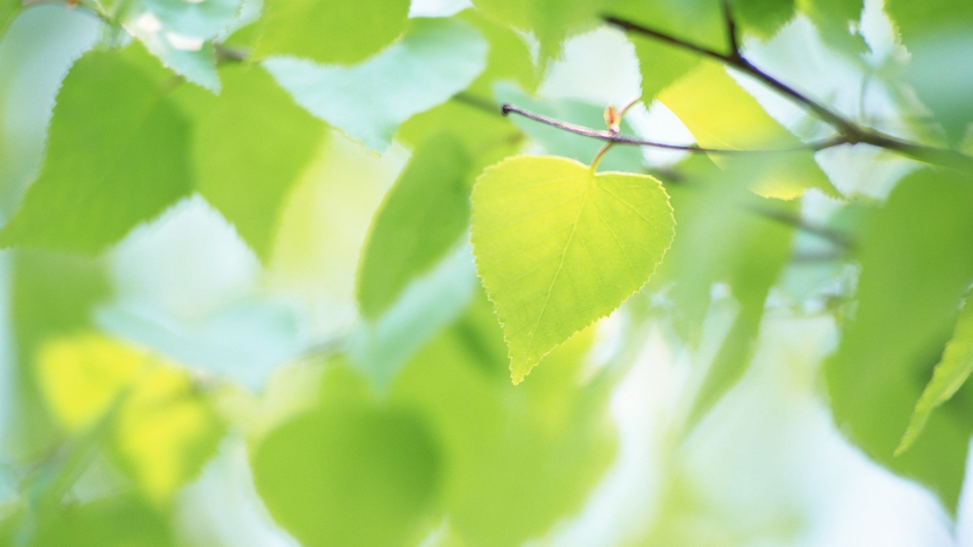 feuille folioles vert été