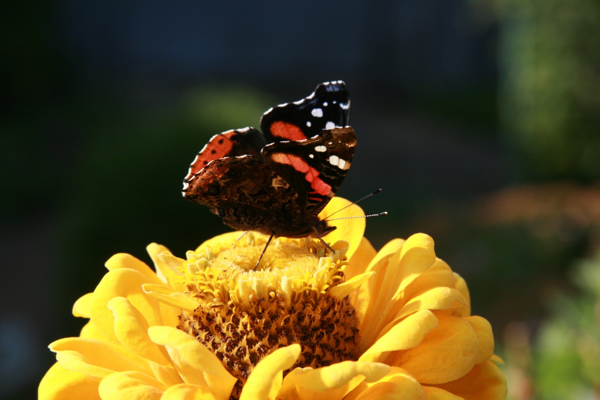 fond papier peint macro nature plante insecte papillon jardin été fleurs fleur