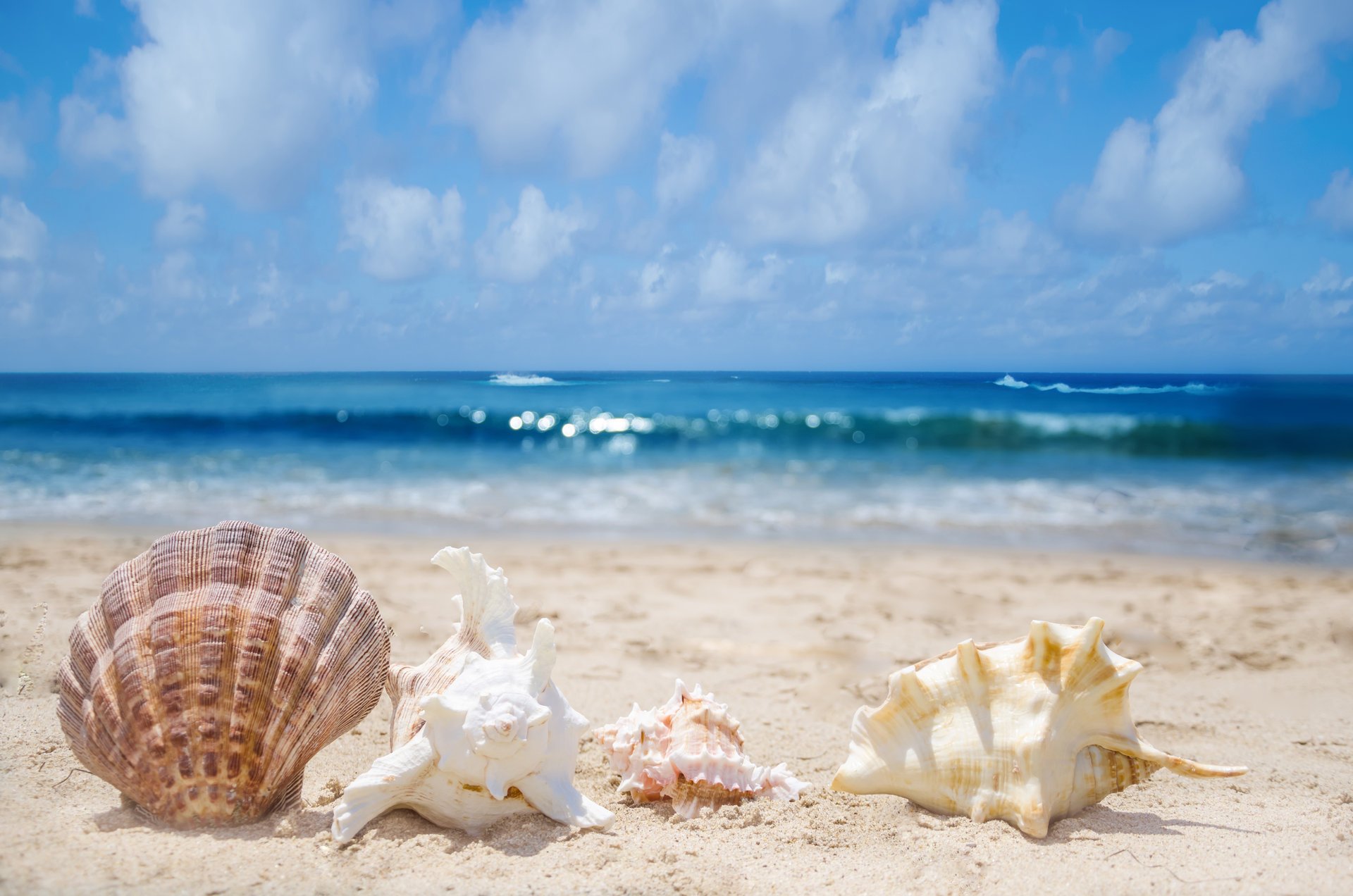 conchas conchas surf mar arena