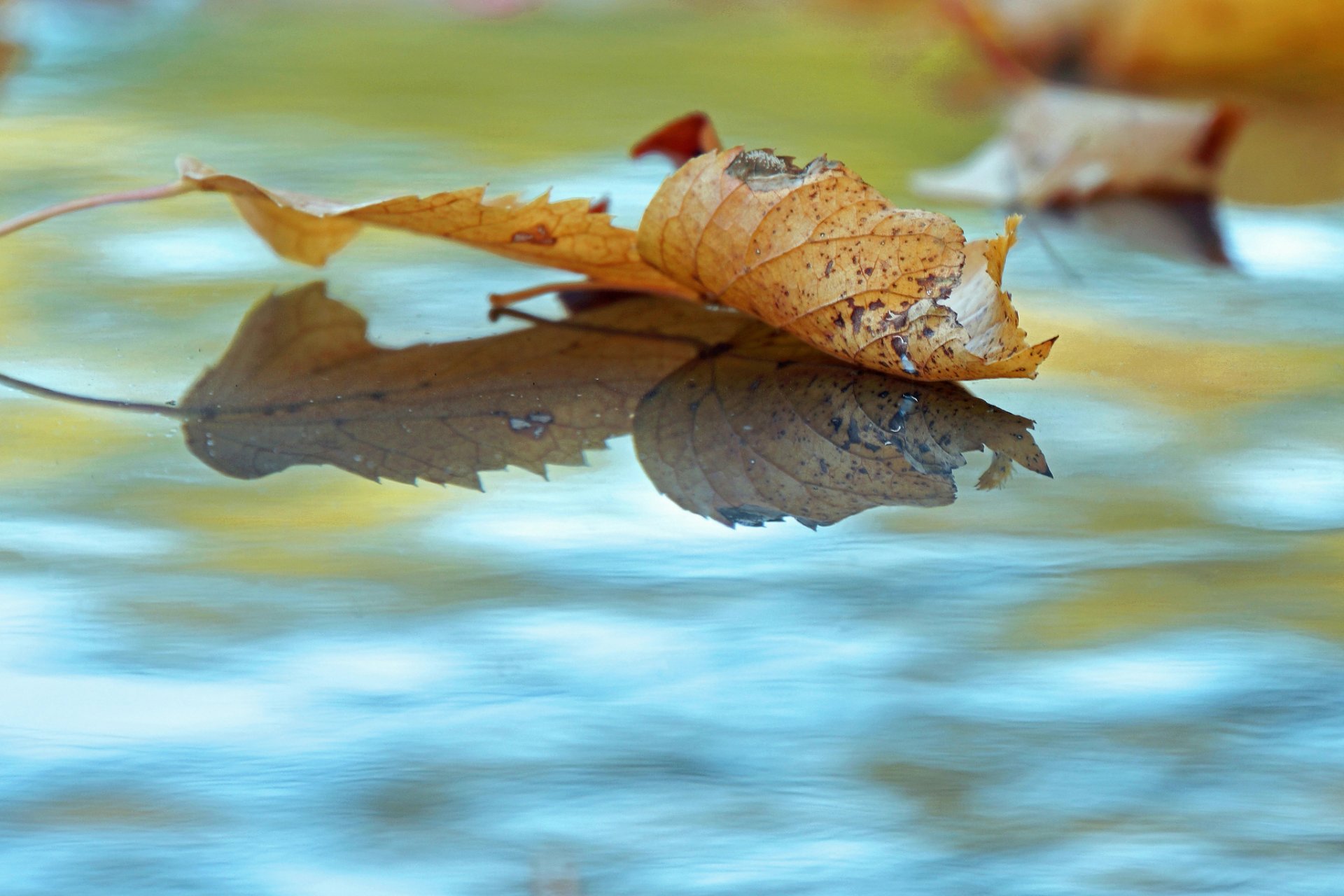 autumn water fallen leave