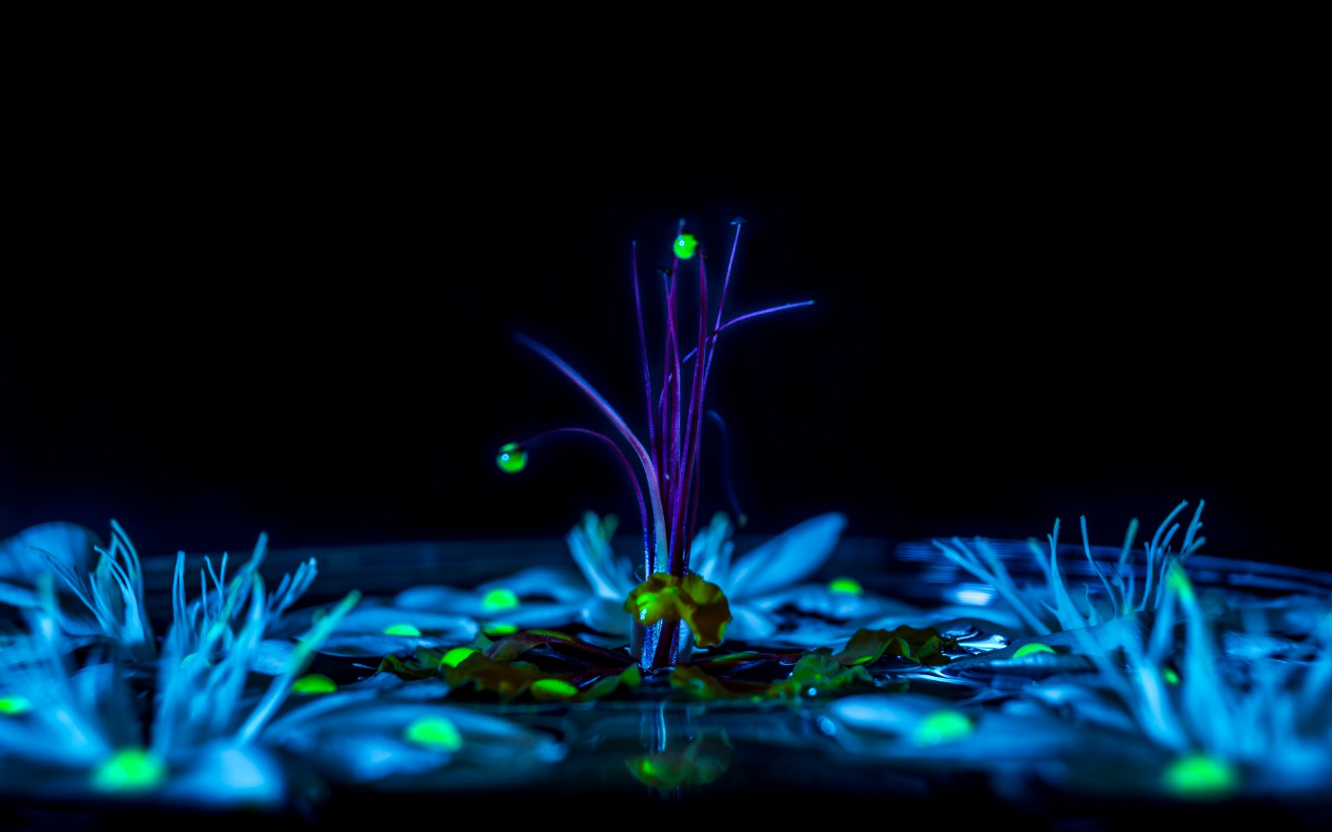 herbe goutte rosée feuilles nuit lumière