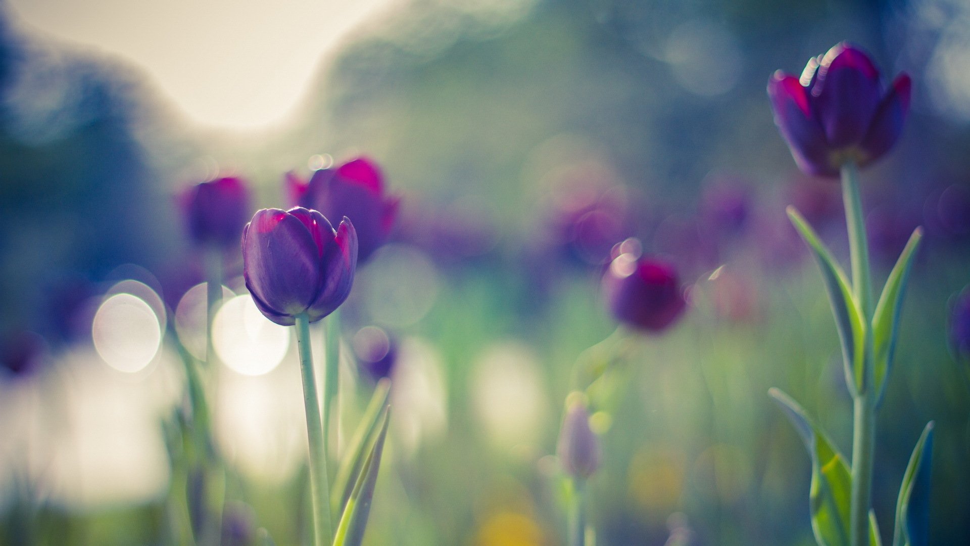 tulipes fleurs bokeh été couleurs violet