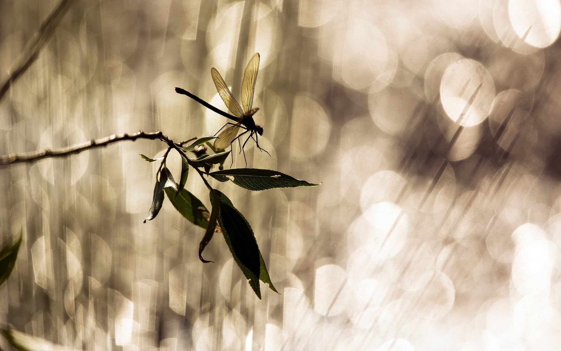 branche feuilles libellule éblouissement