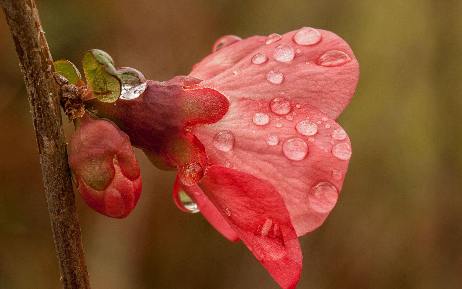 branch tsaetok pink drops tree spring bud