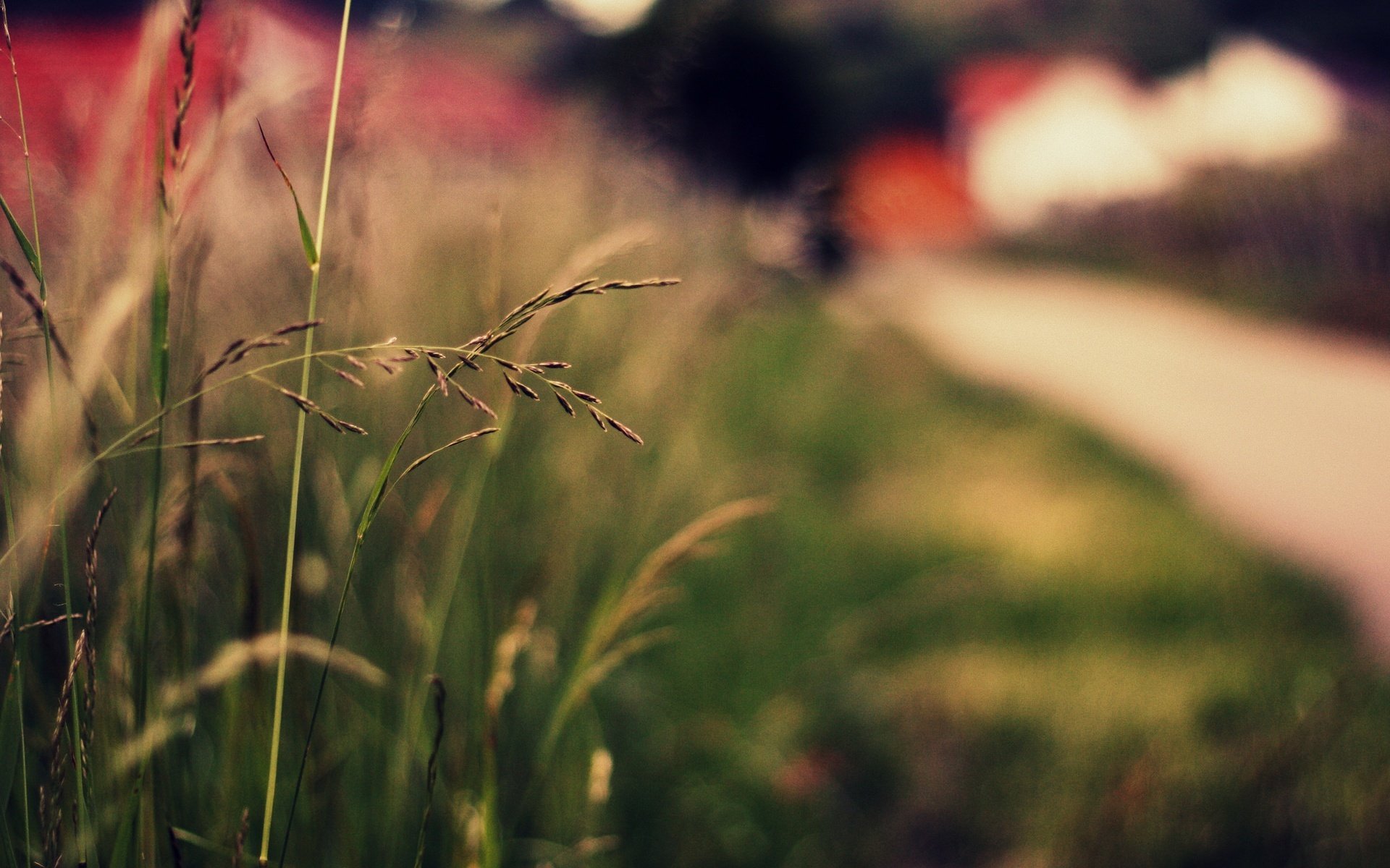 close up plant green ears spikes grass nature blur bokeh macro background wallpaper widescreen full screen hd wallpapers fullscreen