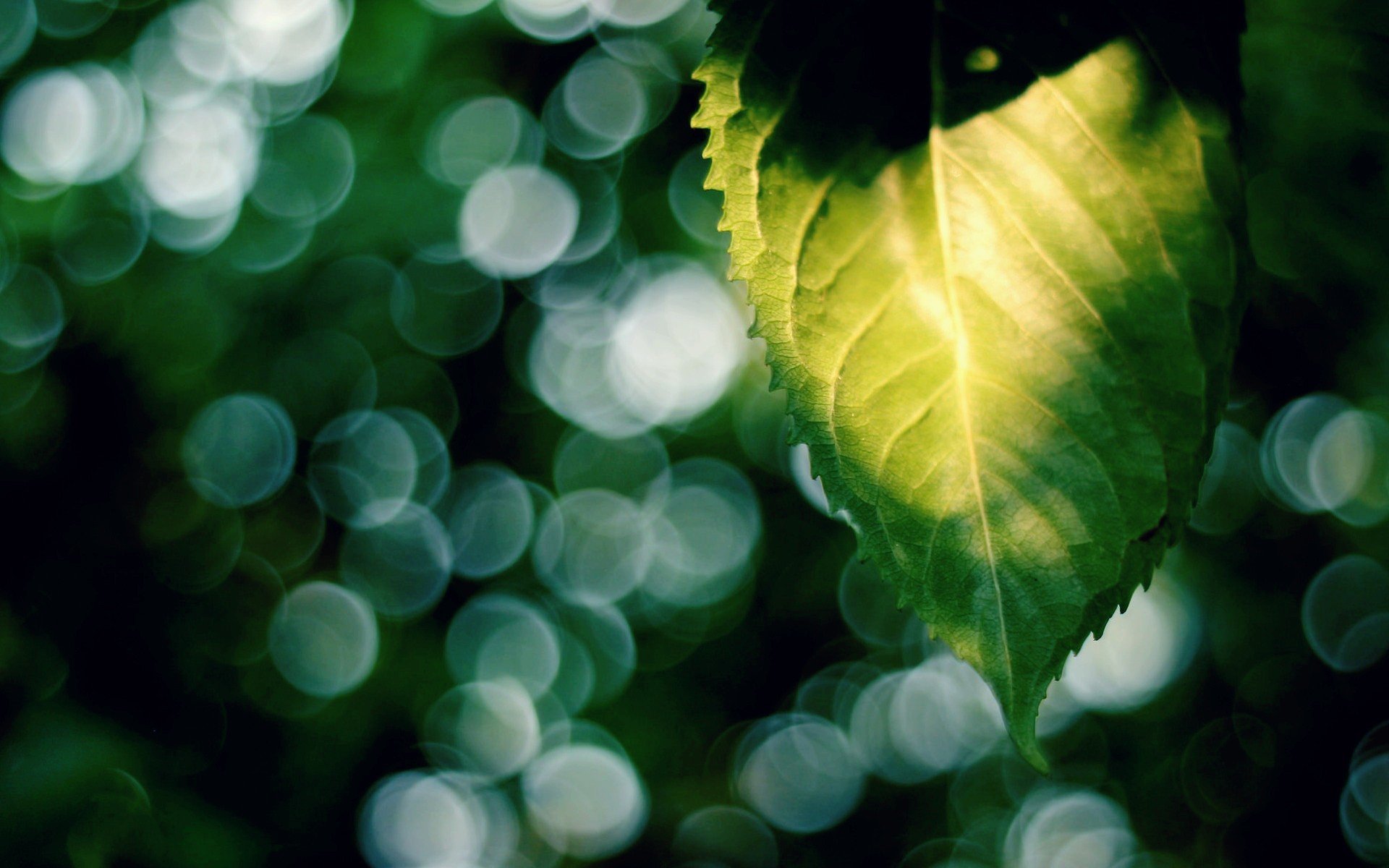 macro feuille feuille feuilles vert flou bokeh macro soleil rayons fond papier peint écran large plein écran écran large écran large