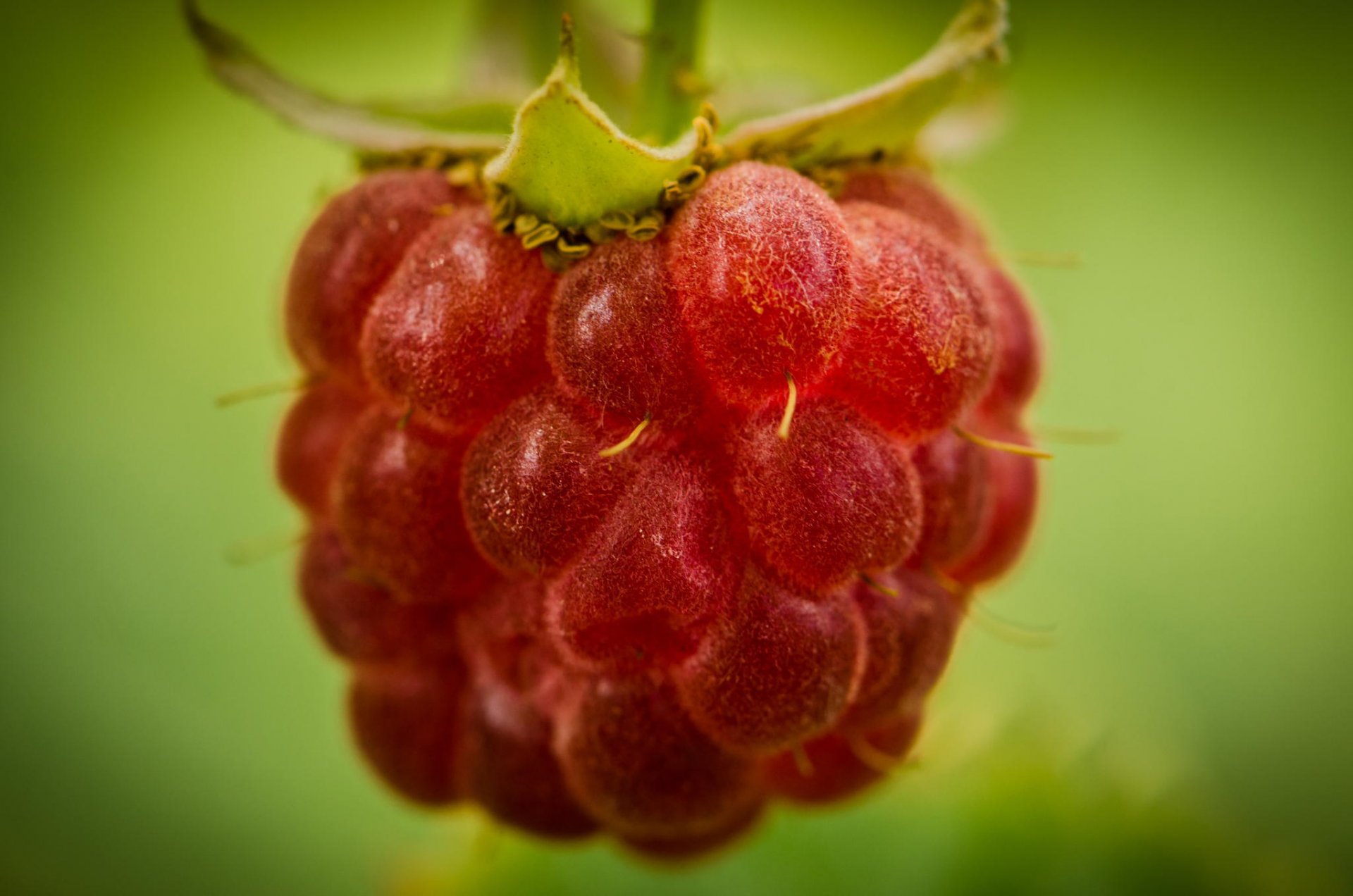 baies framboises framboises