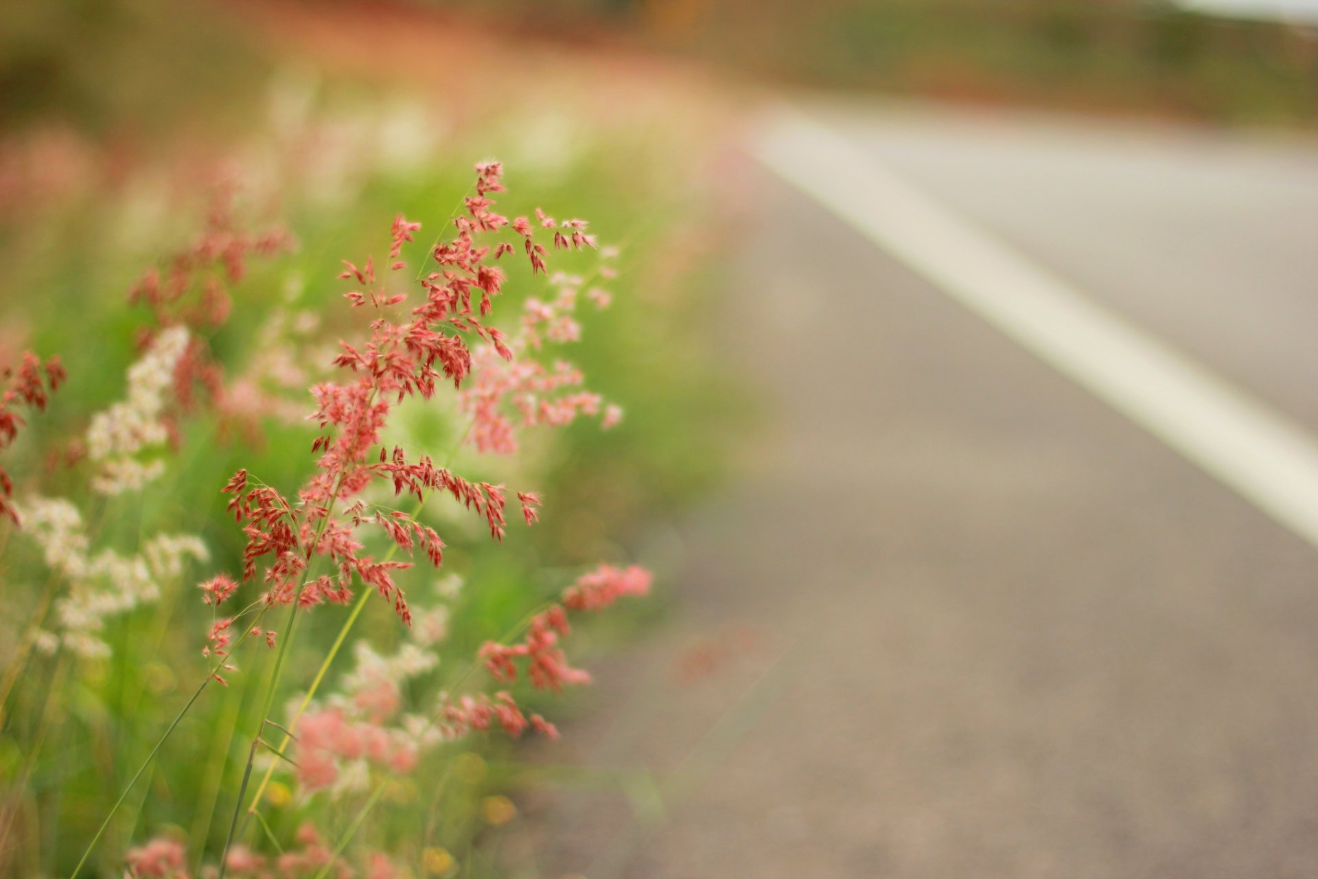 polana trawa autostrada lato makro natura łąka lato droga