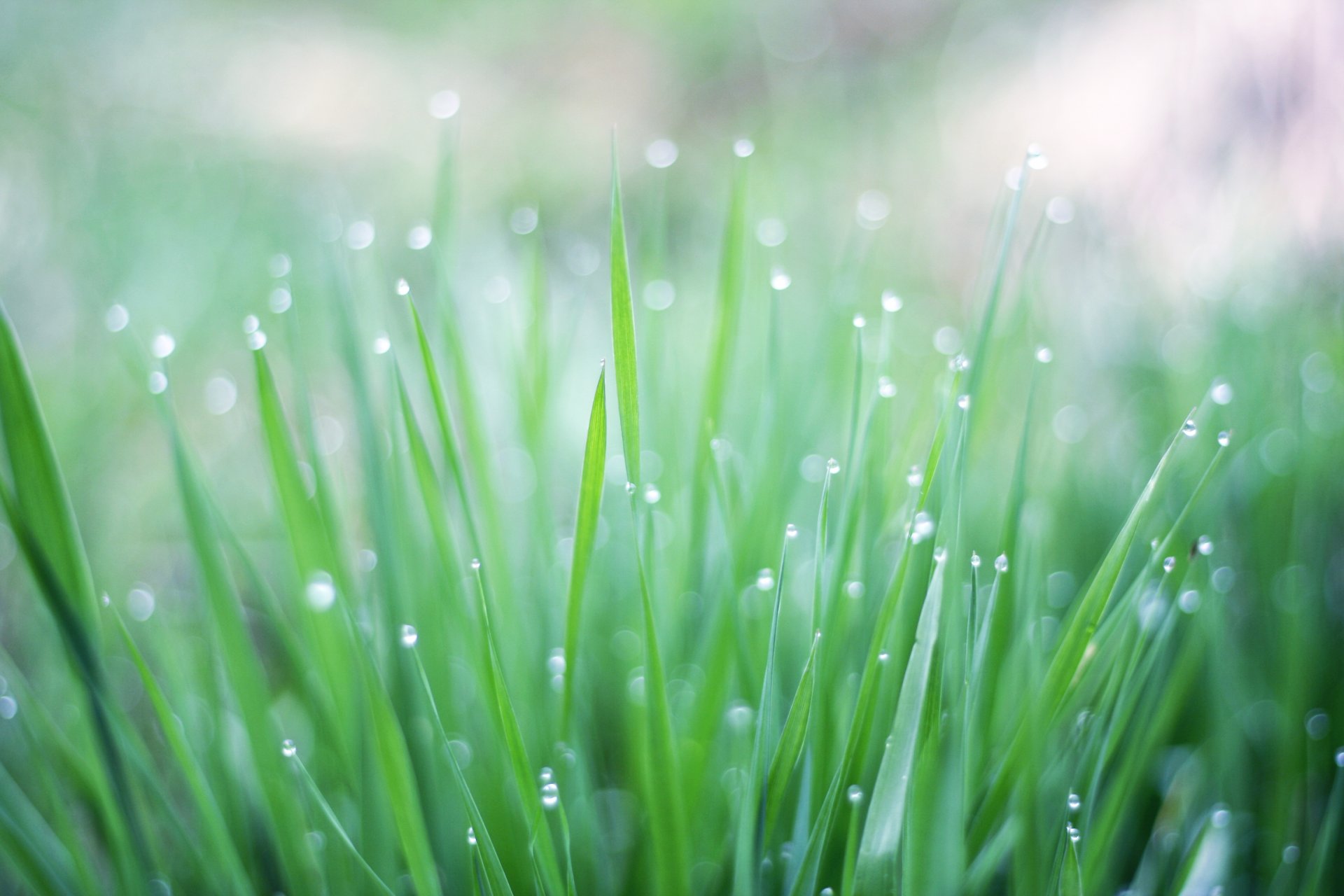 grünes gras tropfen wasser tau