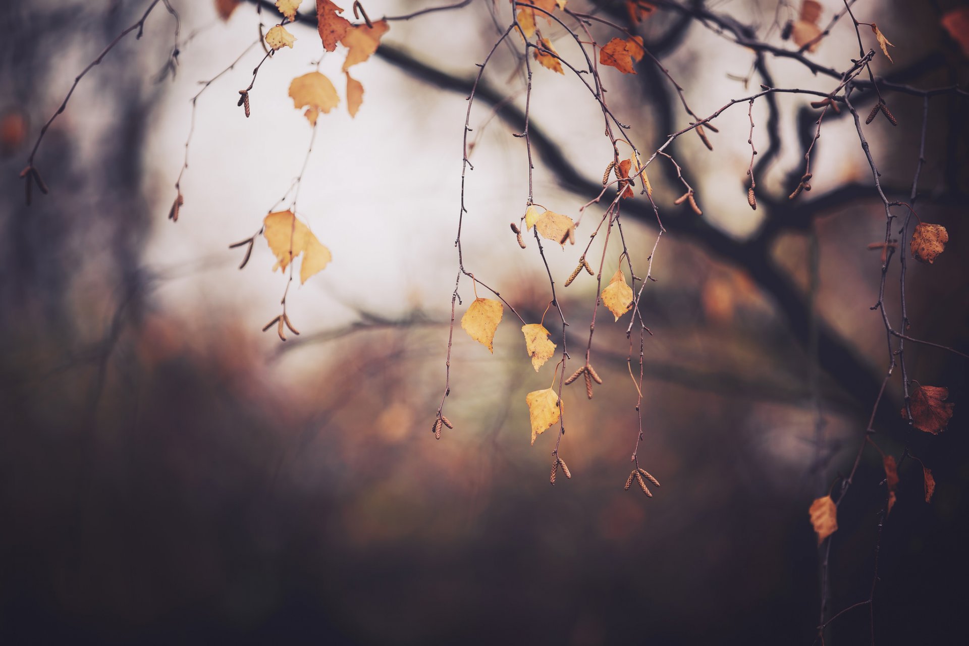 automne novembre arbre branches feuillage