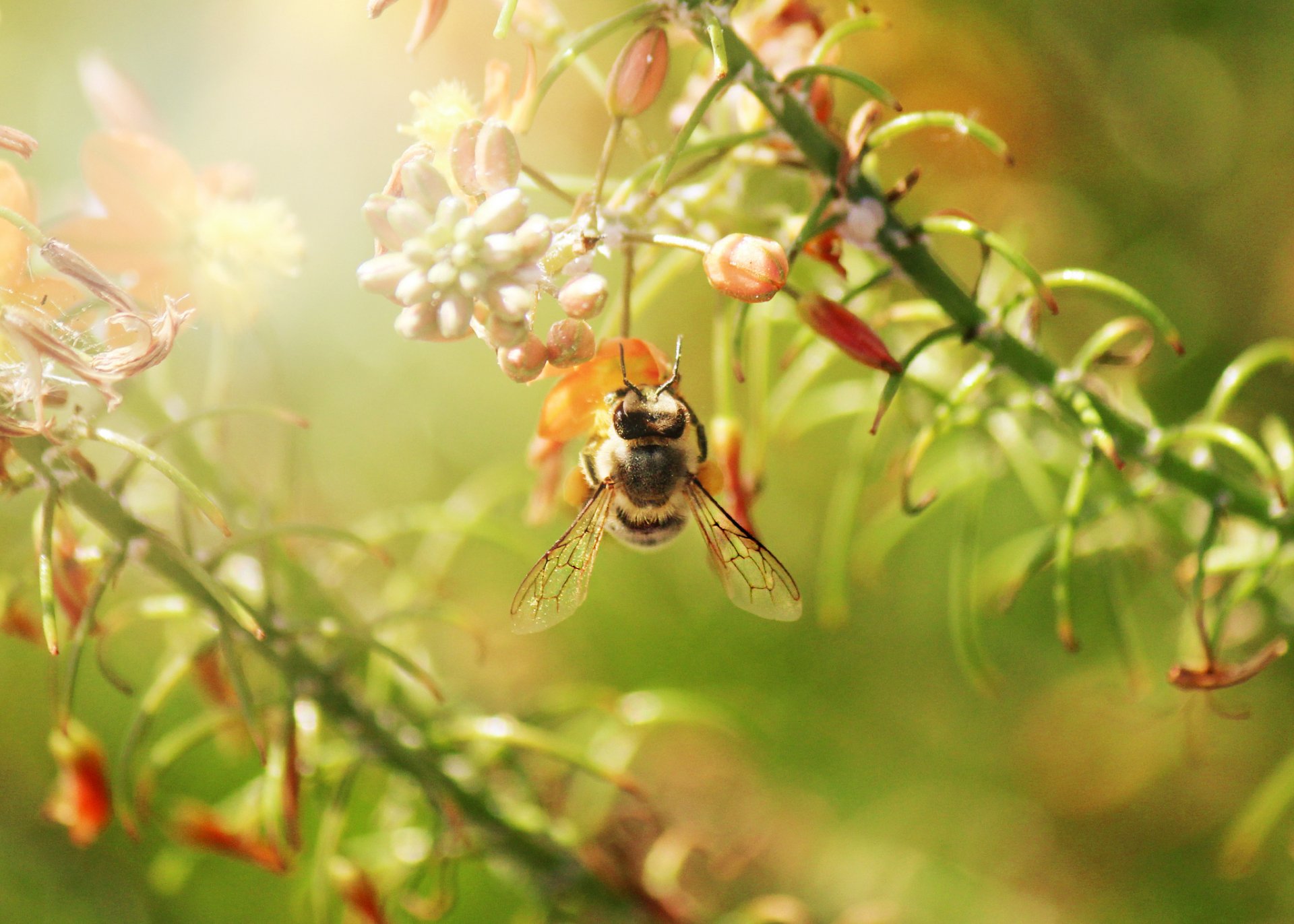 branches fleurs insecte abeille en vol