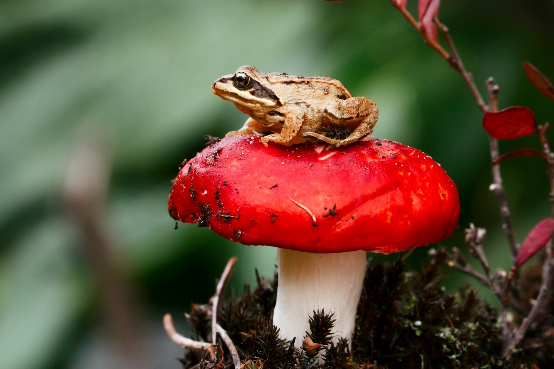 rana fungo russula macro