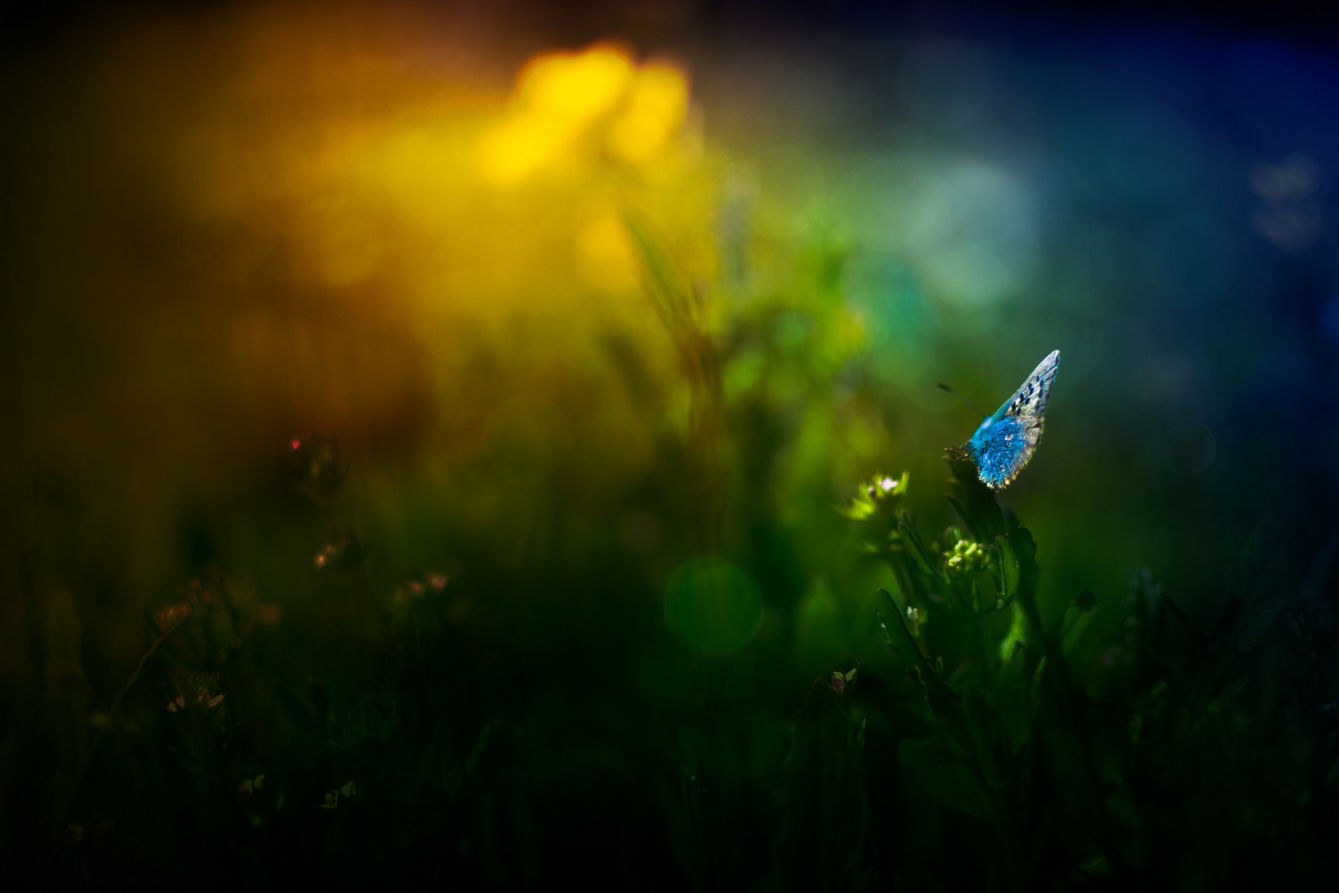 gras blumen schmetterling blendung