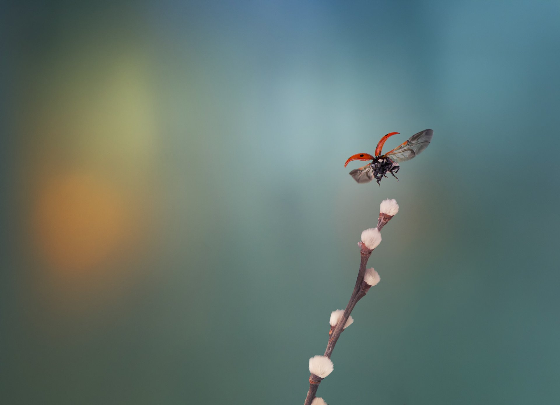 branch willow ladybug in flight