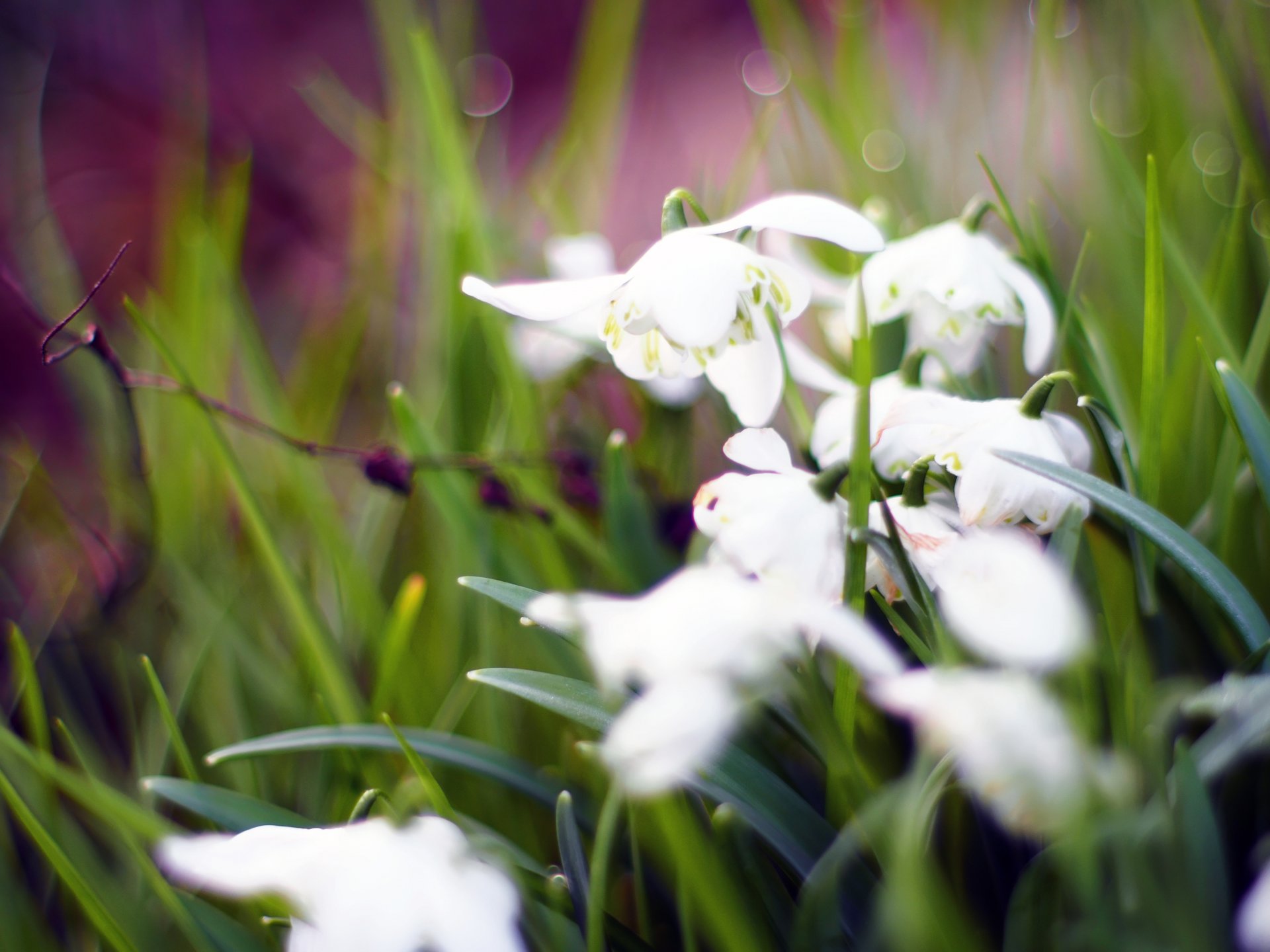 printemps fleurs bokeh