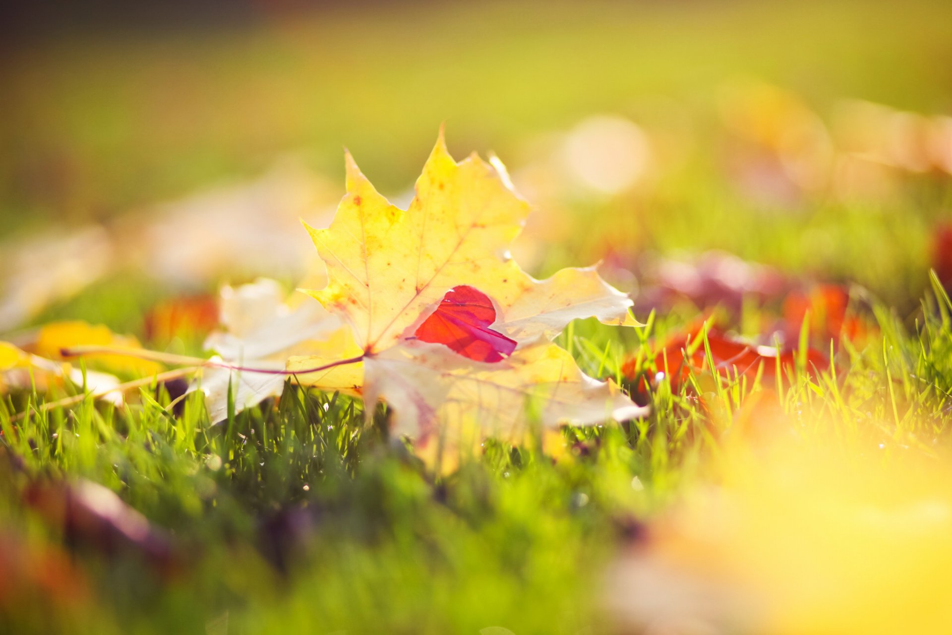 liście żółty klon serce trawa światło bokeh jesień natura makro