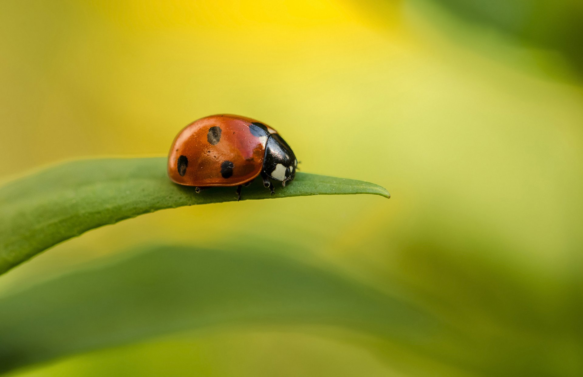 feuille feuille brin d herbe coccinelle gouttelettes rosée