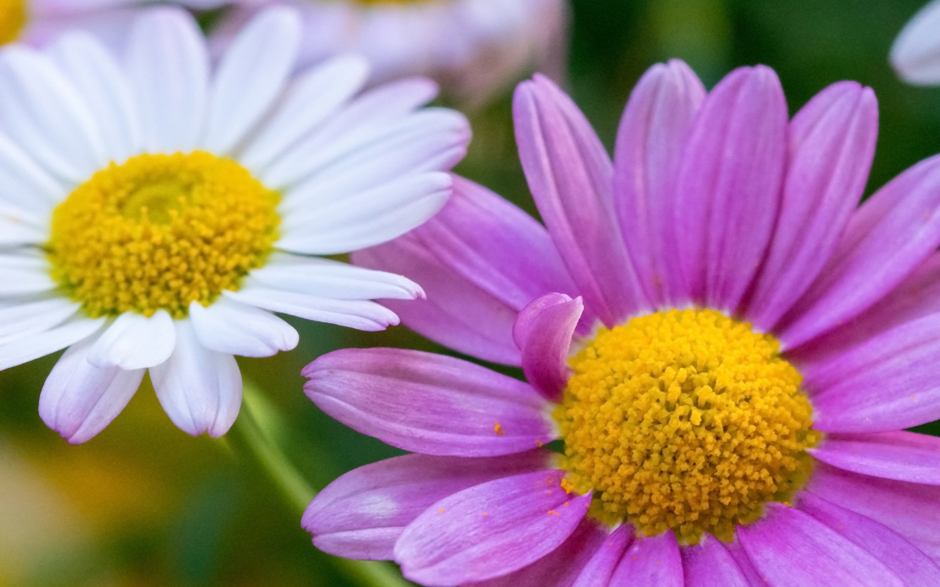 fleurs marguerites deux gros plan