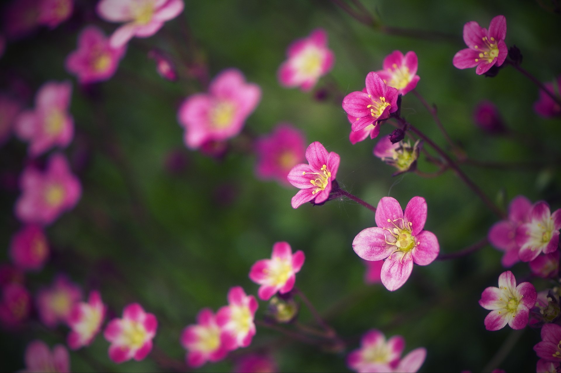 fiori macro sfocatura