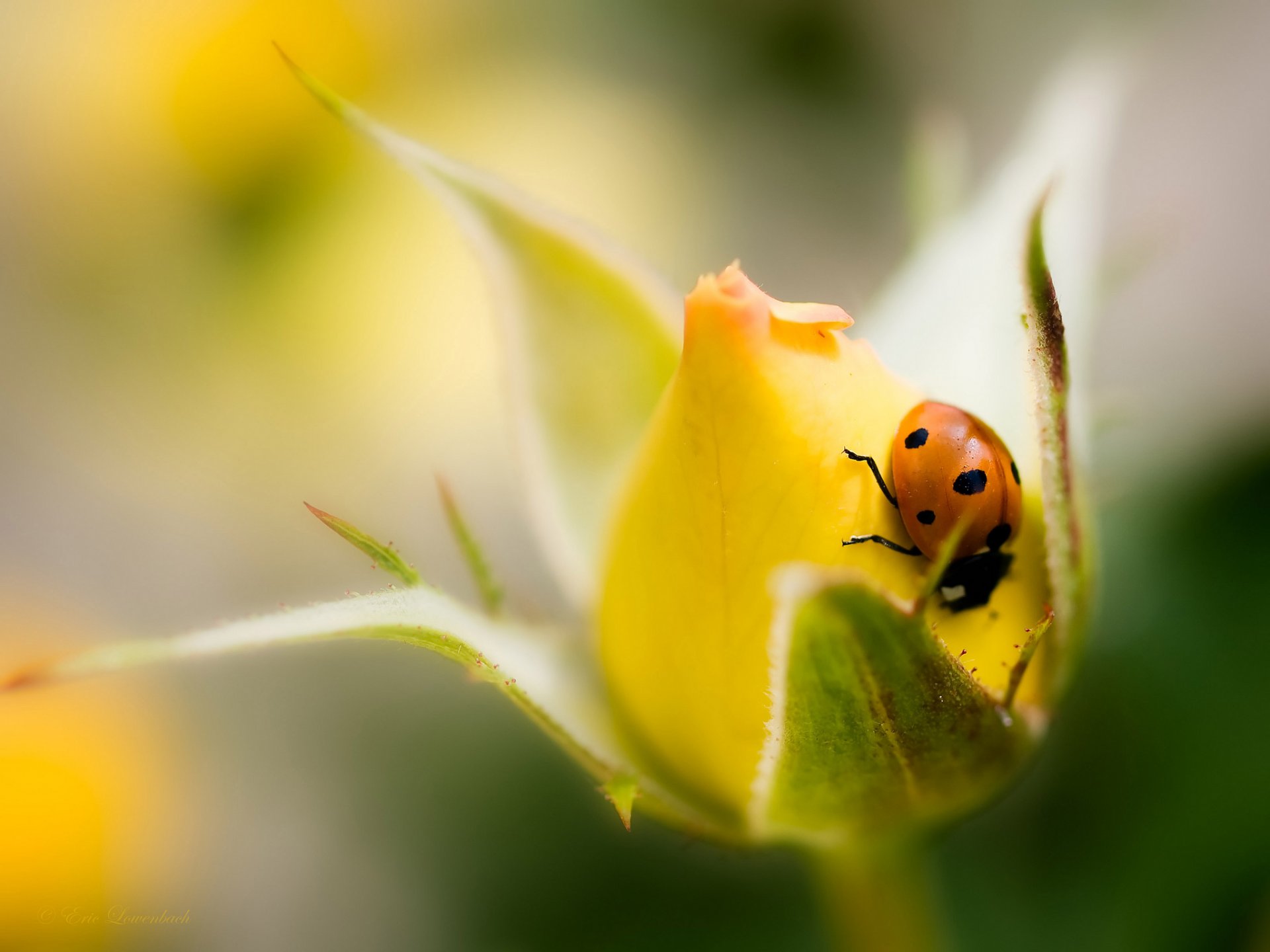 rose jaune bourgeon fleur coccinelle