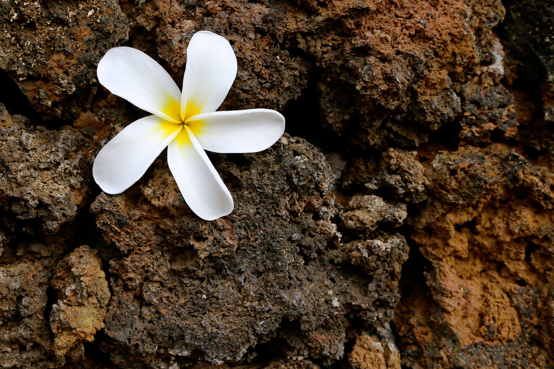 flower petals stone