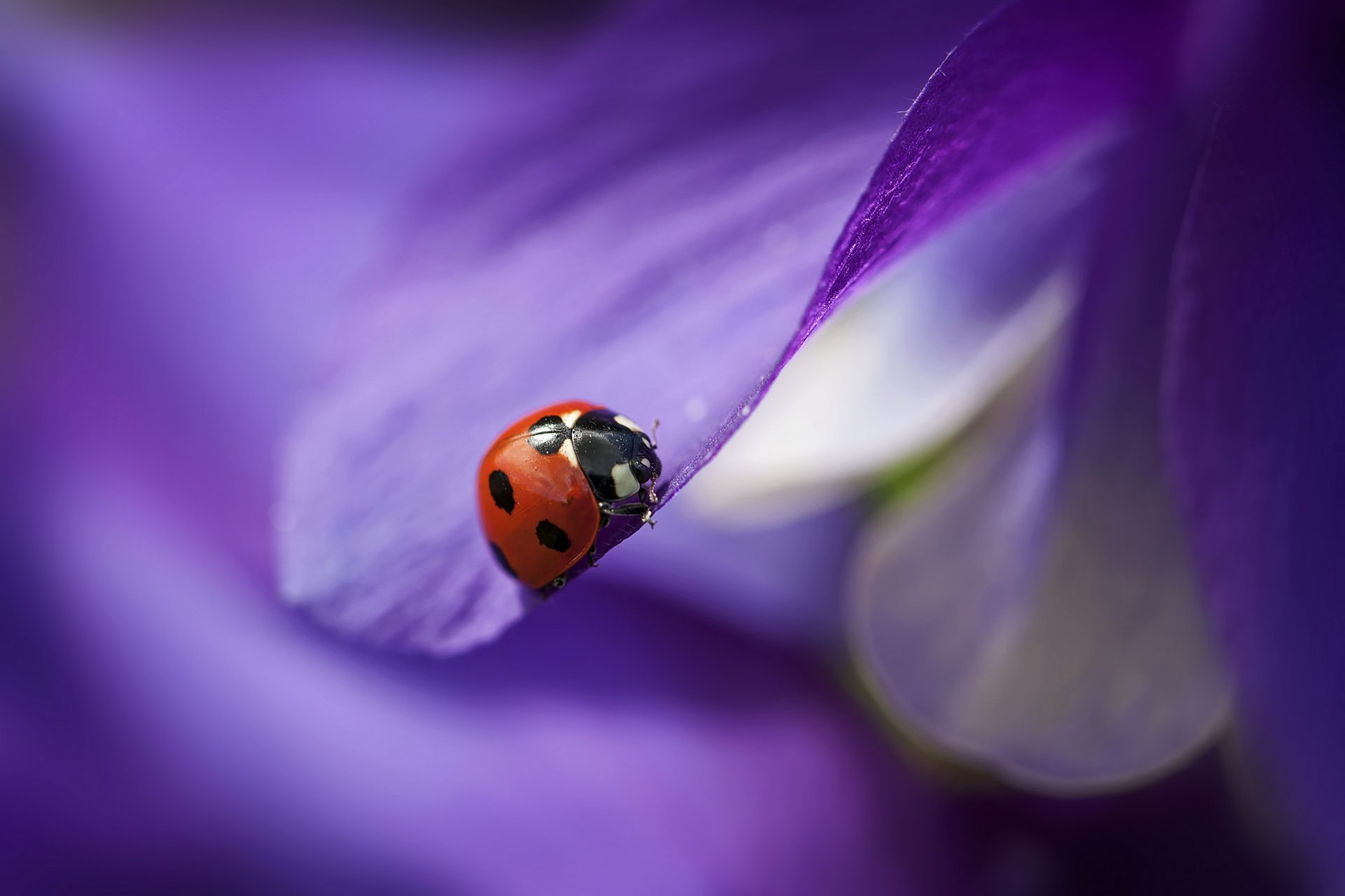 fleur violet pétales coccinelle