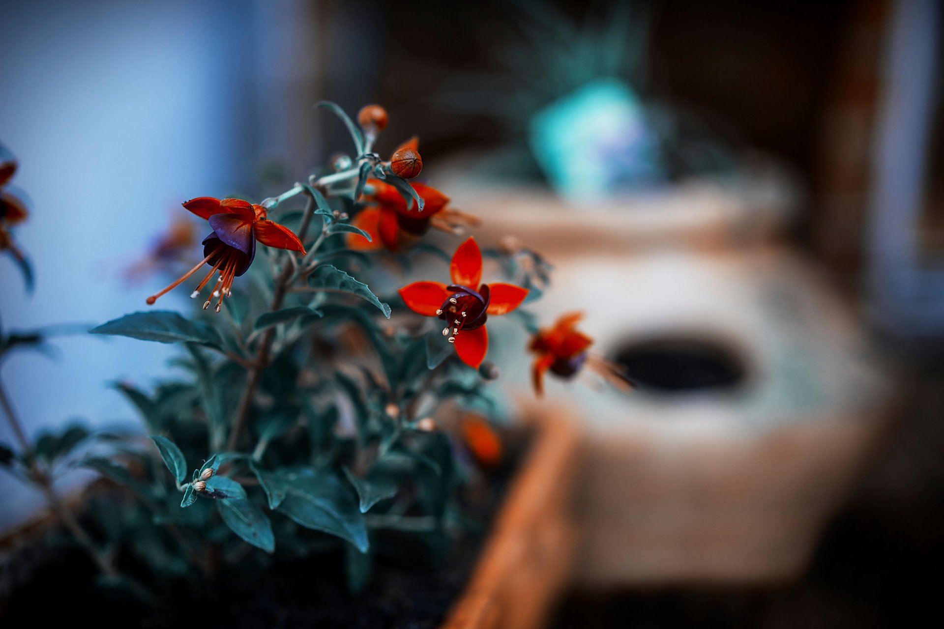 fleurs feuilles bokeh