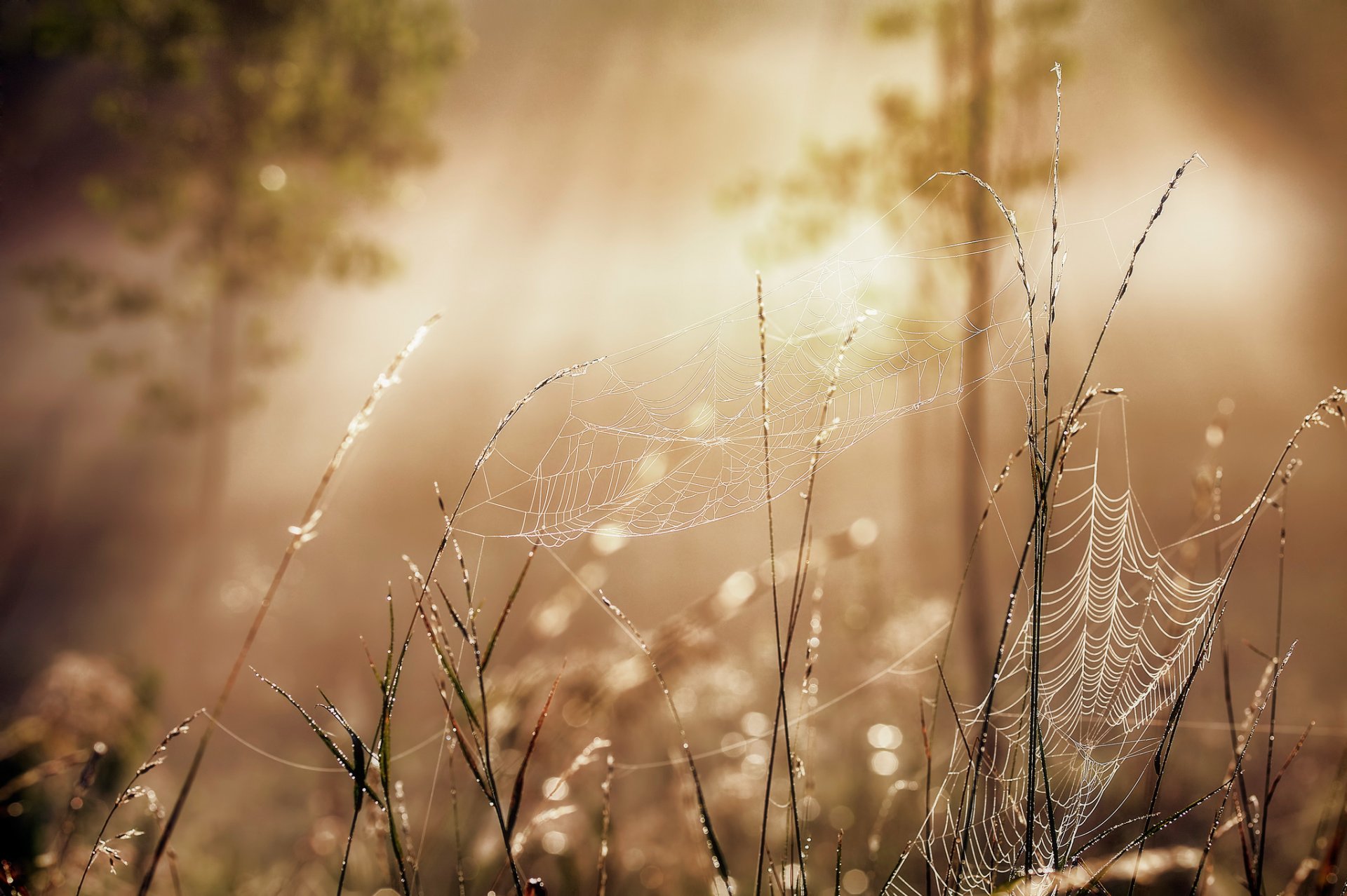 spinnweben plexus wald bäume laub licht sonne strahlen sommer jahreszeit morgen tautropfen grashalme