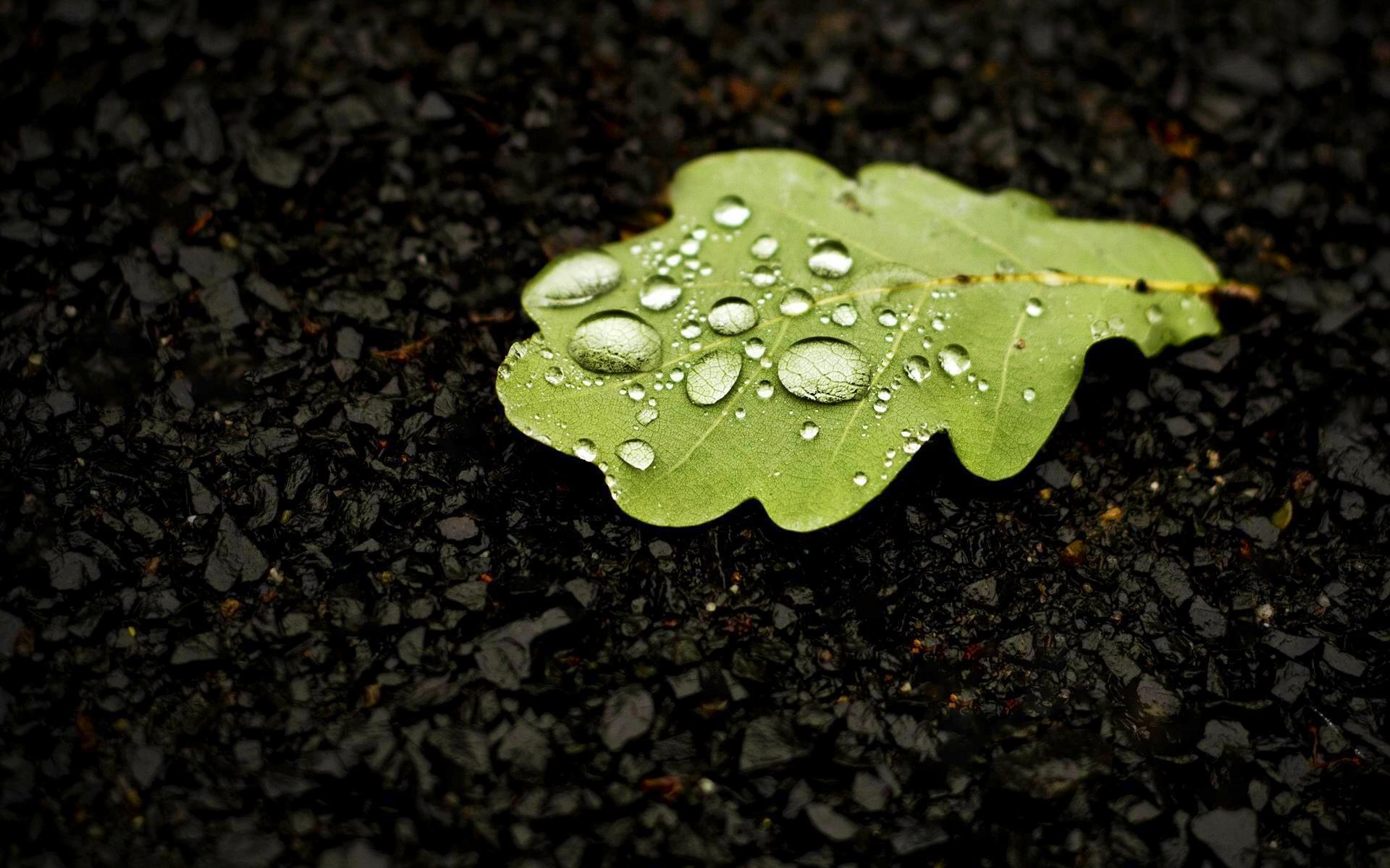 heet oak drops water close up