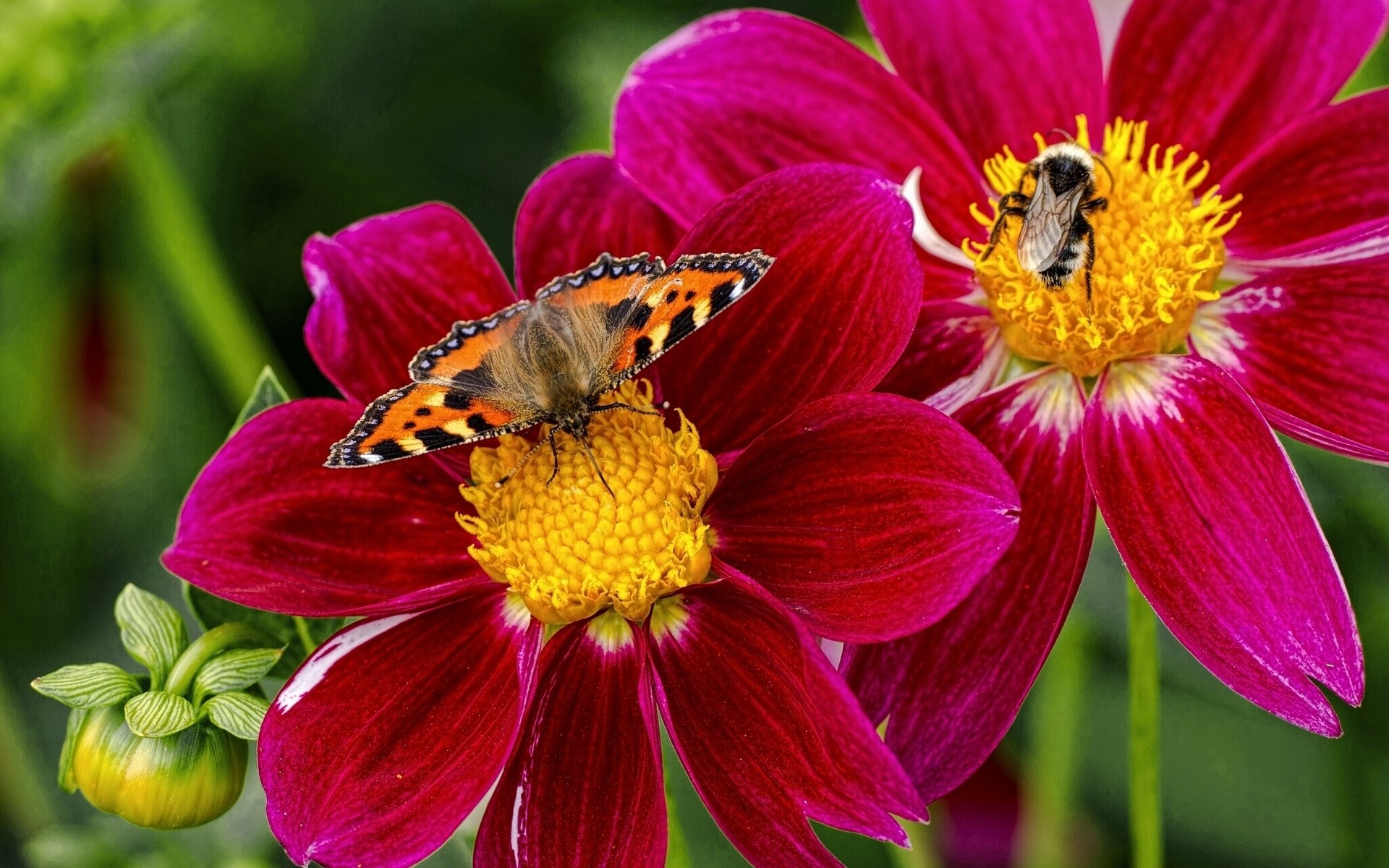 urtikaria schmetterling hummel insekten blumen dahlien makro