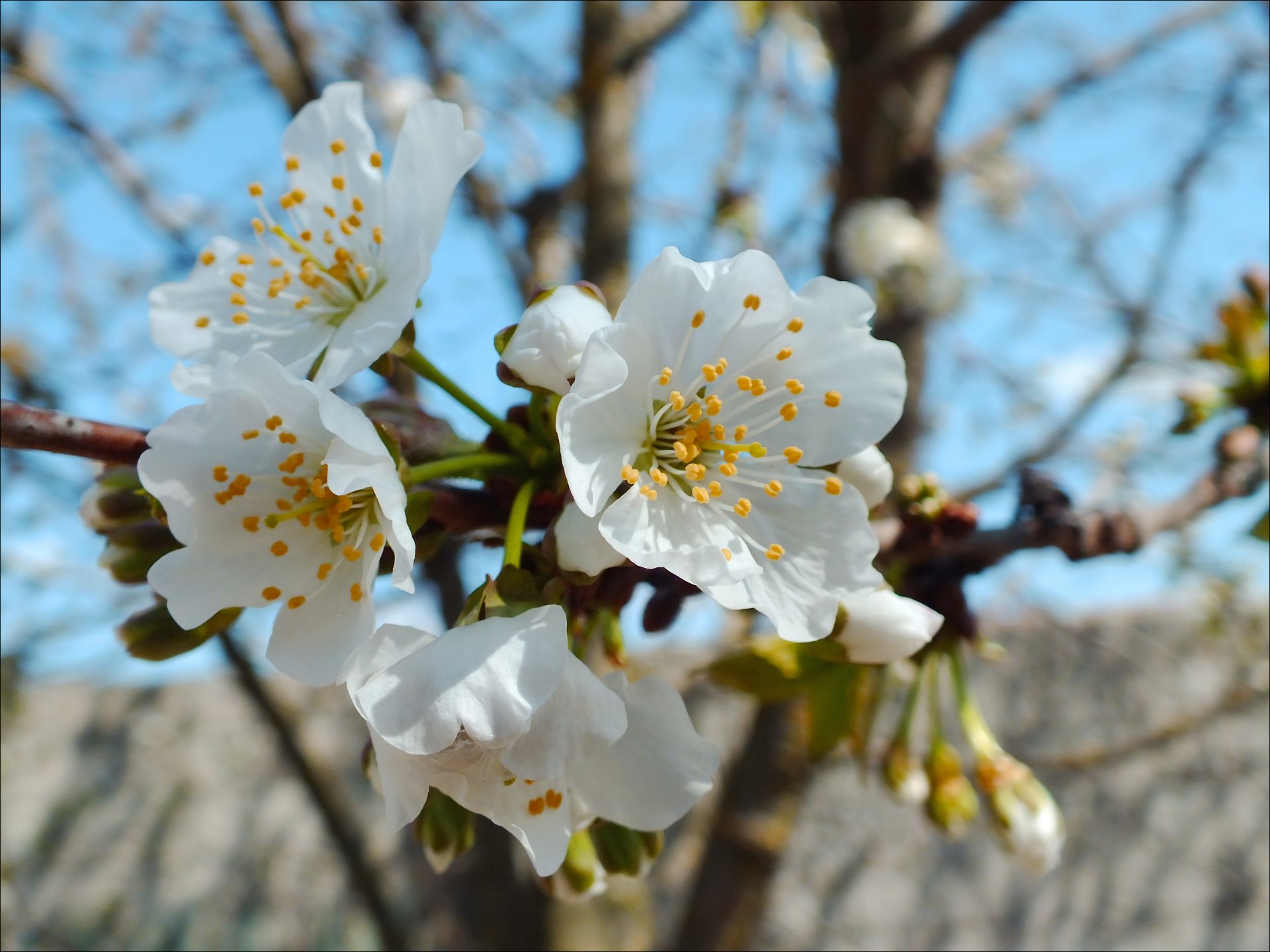 blumen frühling himmel stößel staubblätter kirschen