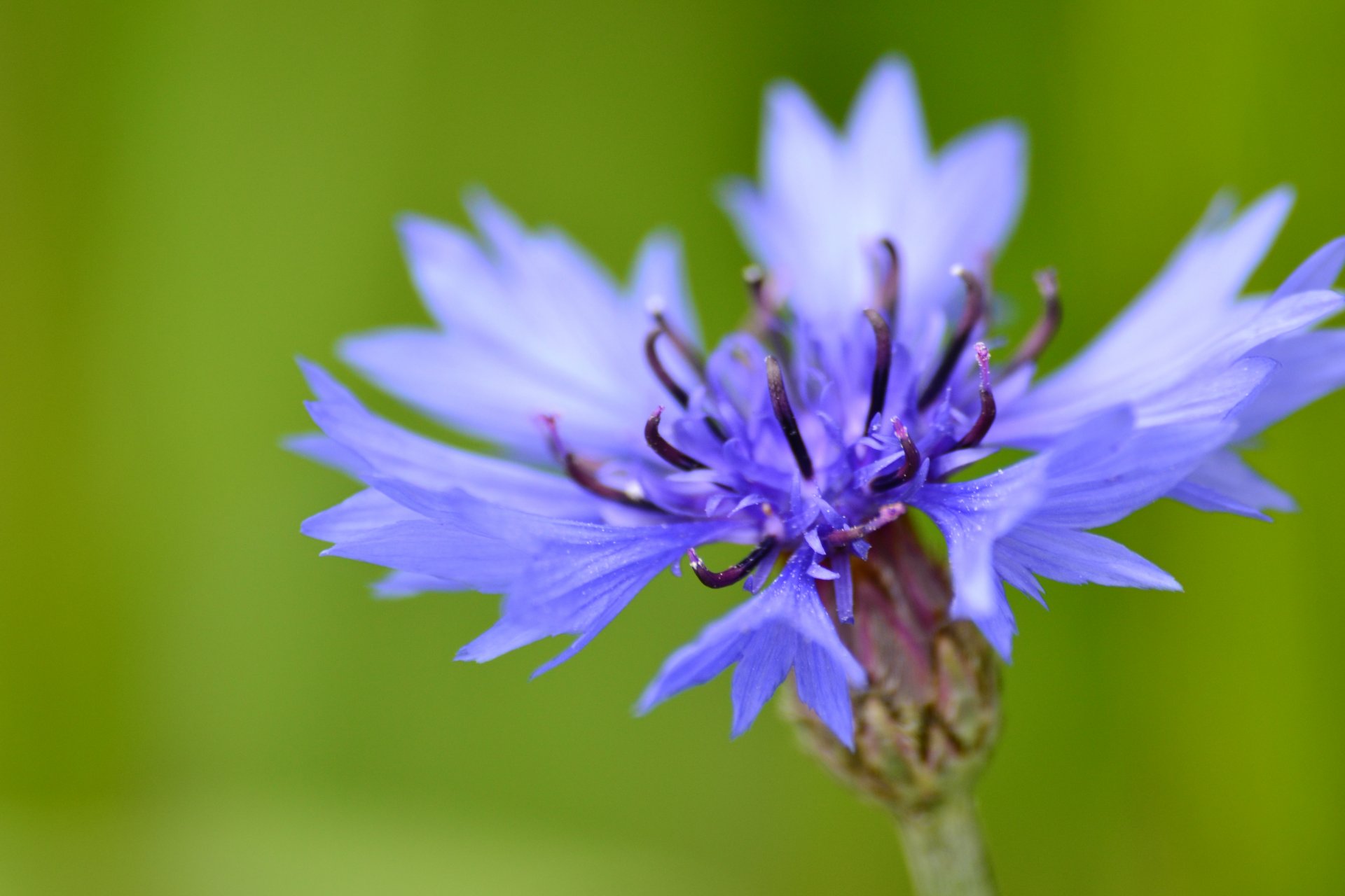 flower close up summer nature wildflower