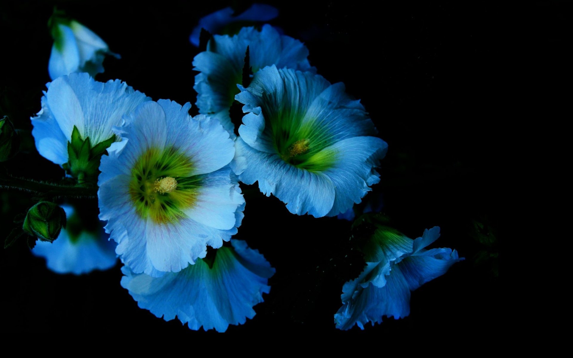 flower petals light shadow mallow background