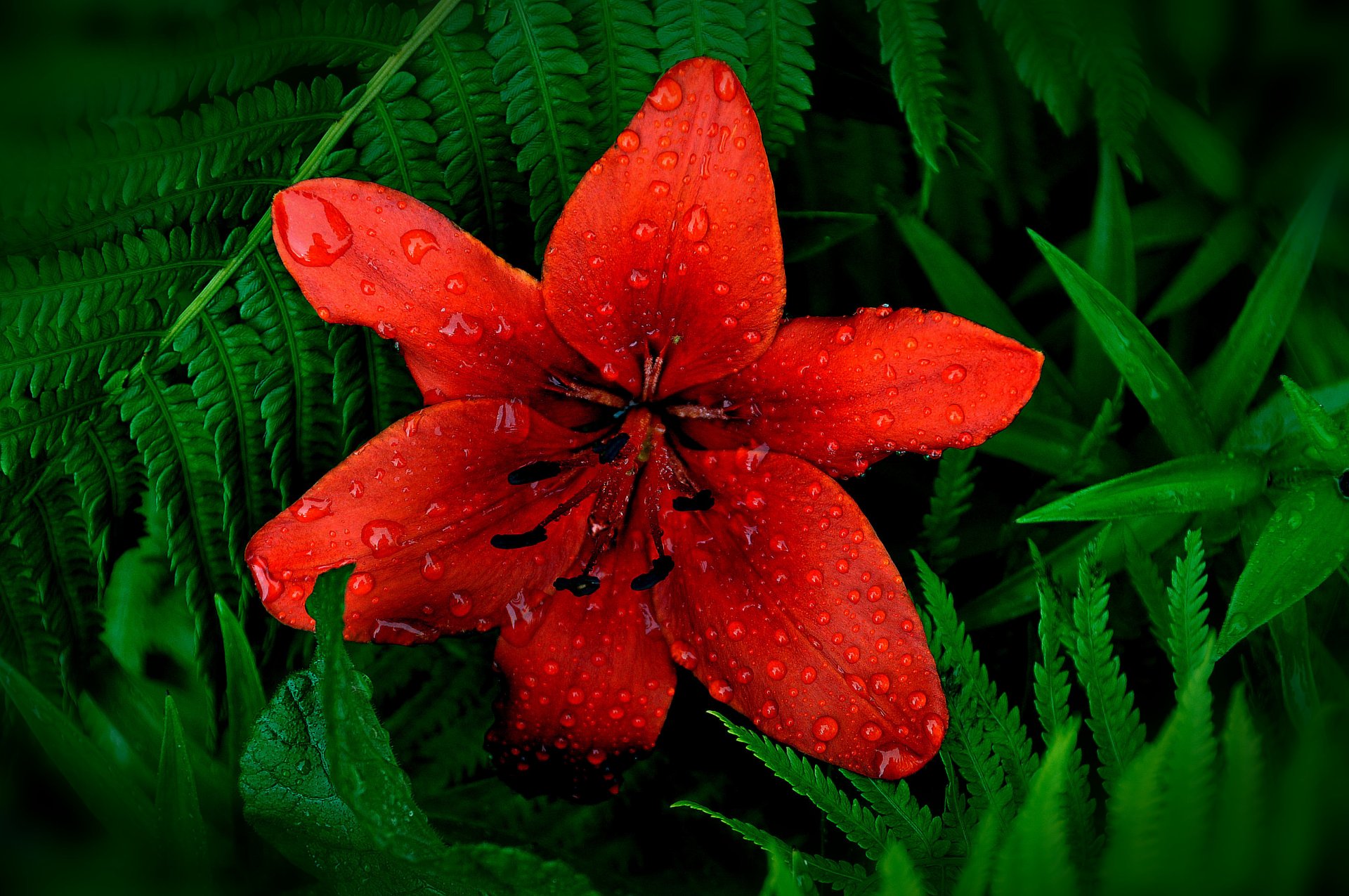 fiore giglio petali stami foglie gocce acqua rugiada